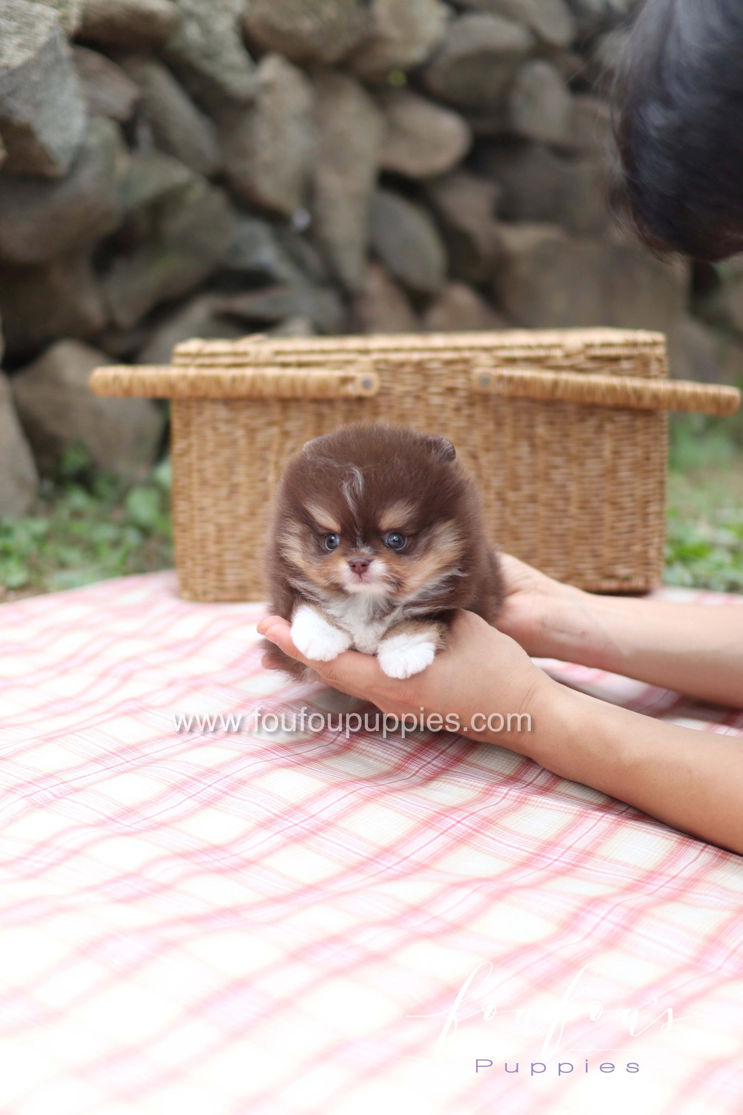 Cake - Pomeranian M.