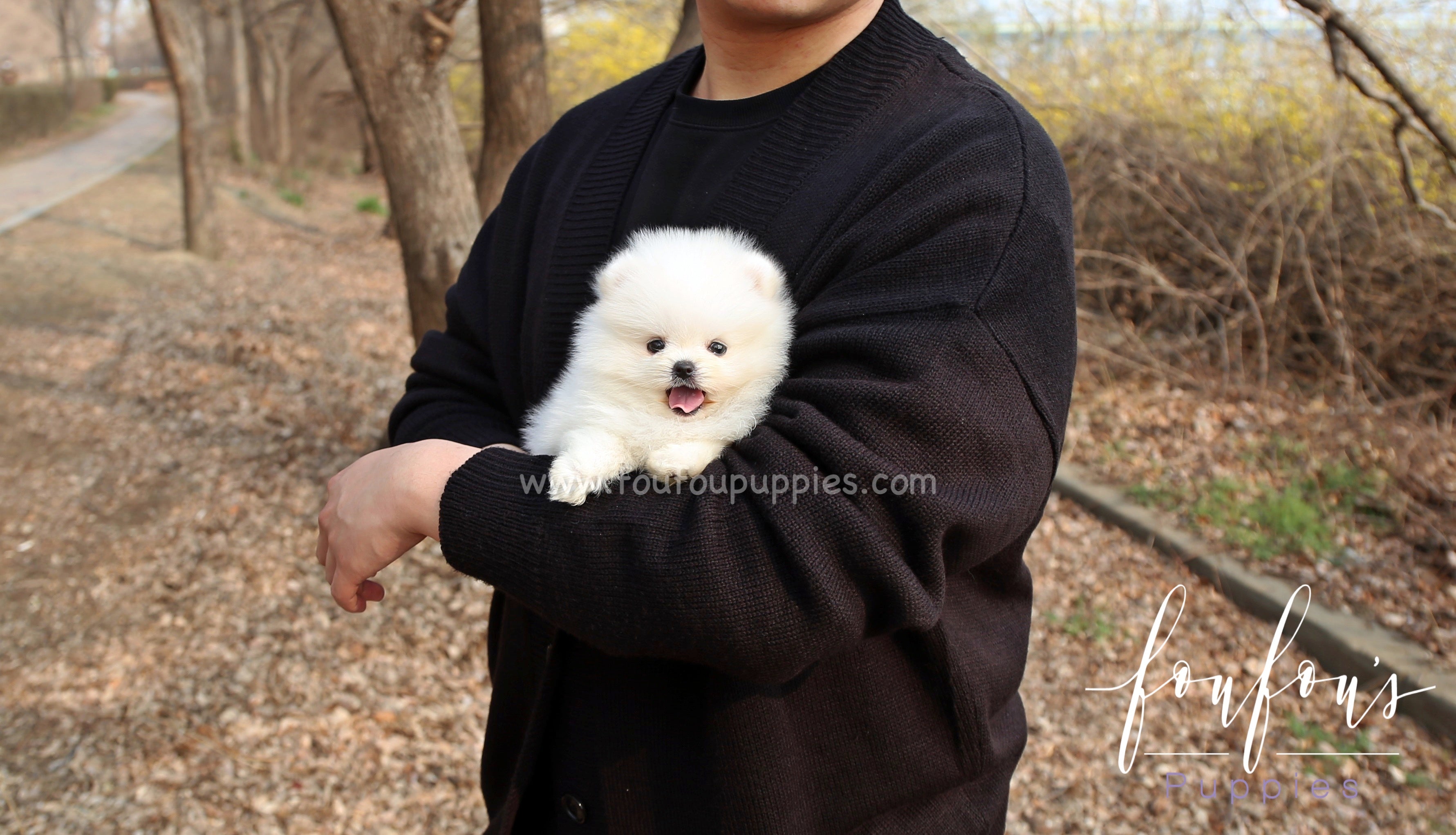 Barney - Pomeranian M.
