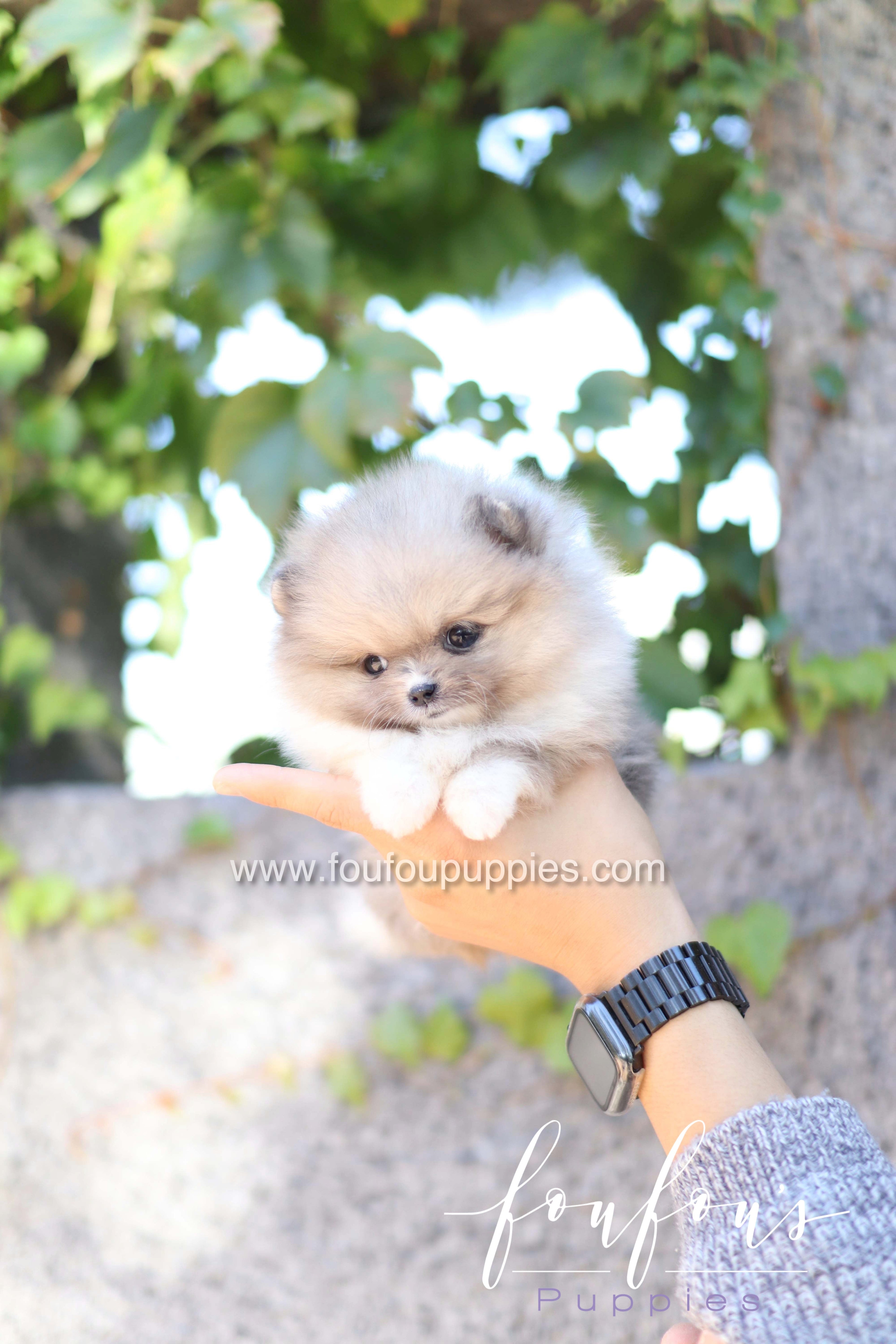 Zephyr - Pomeranian M.