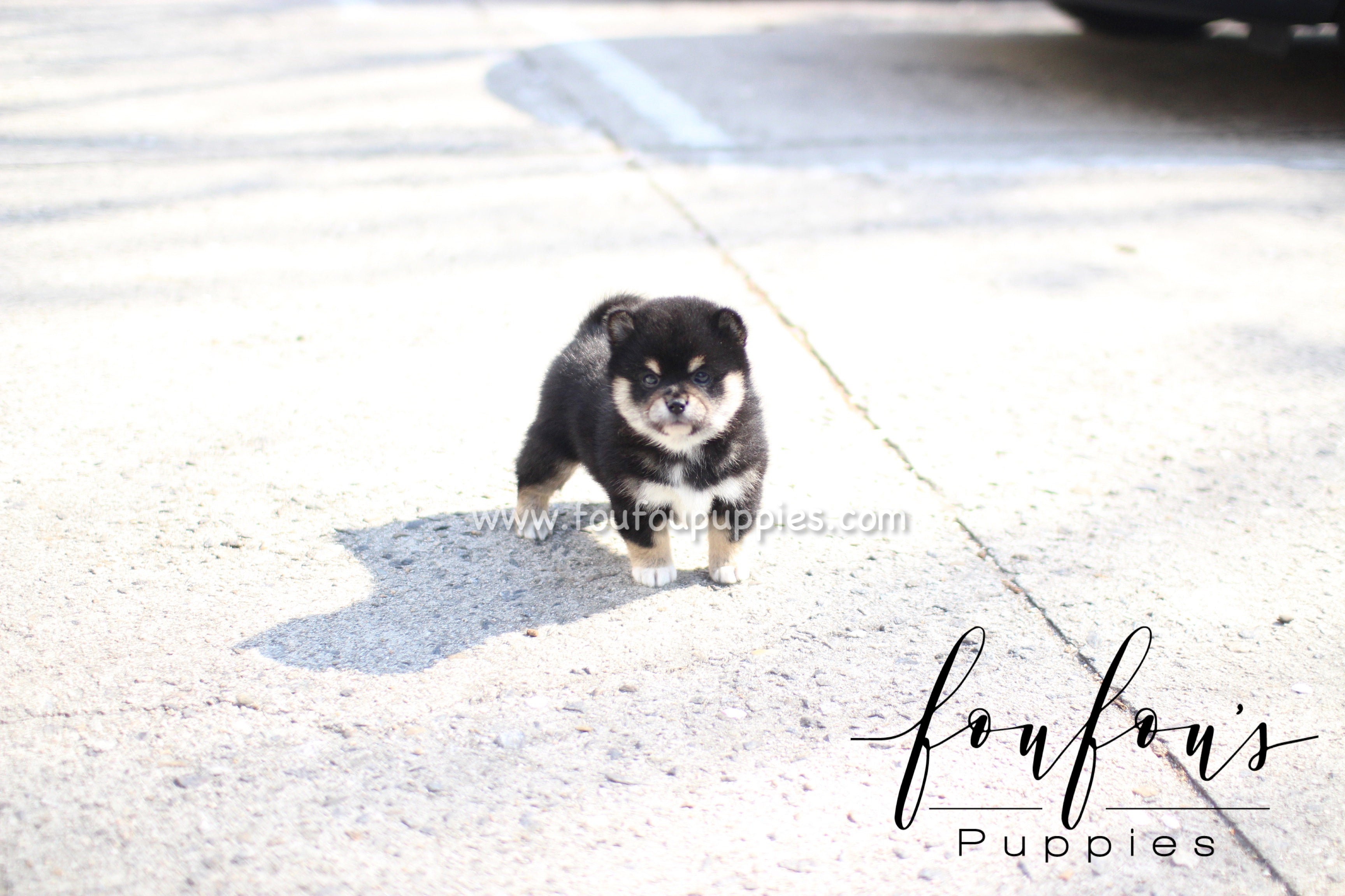 Biggie - Shiba Inu M.