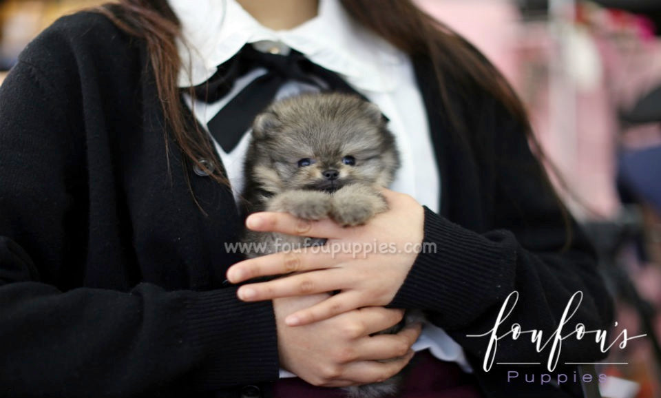 Titan - Pomeranian M.