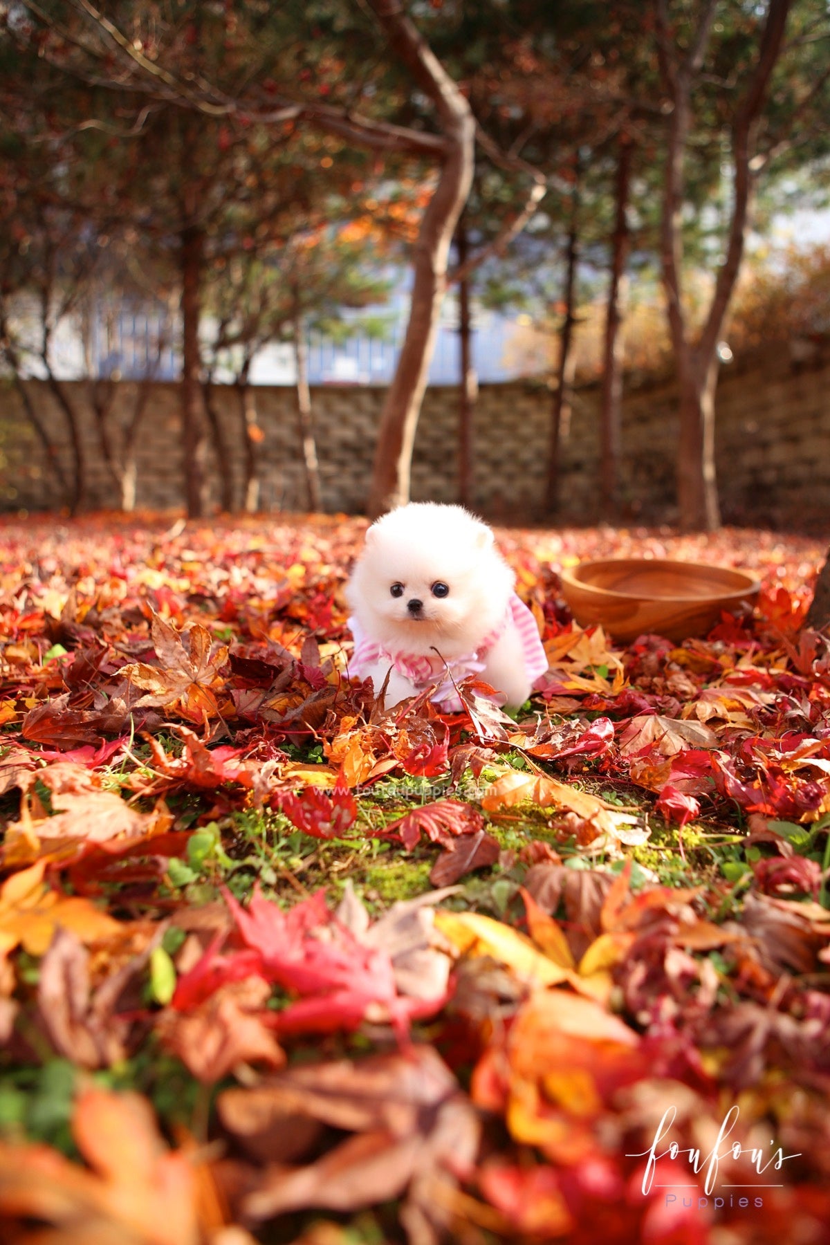 Aspen - Pomeranian F.