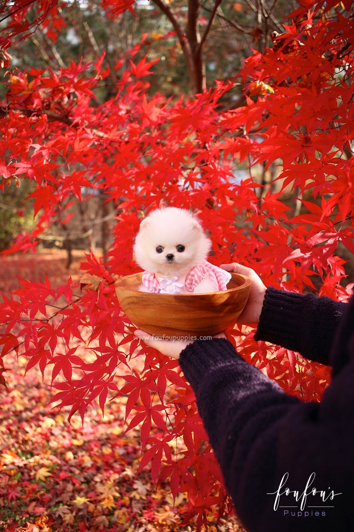 Aspen - Pomeranian F.