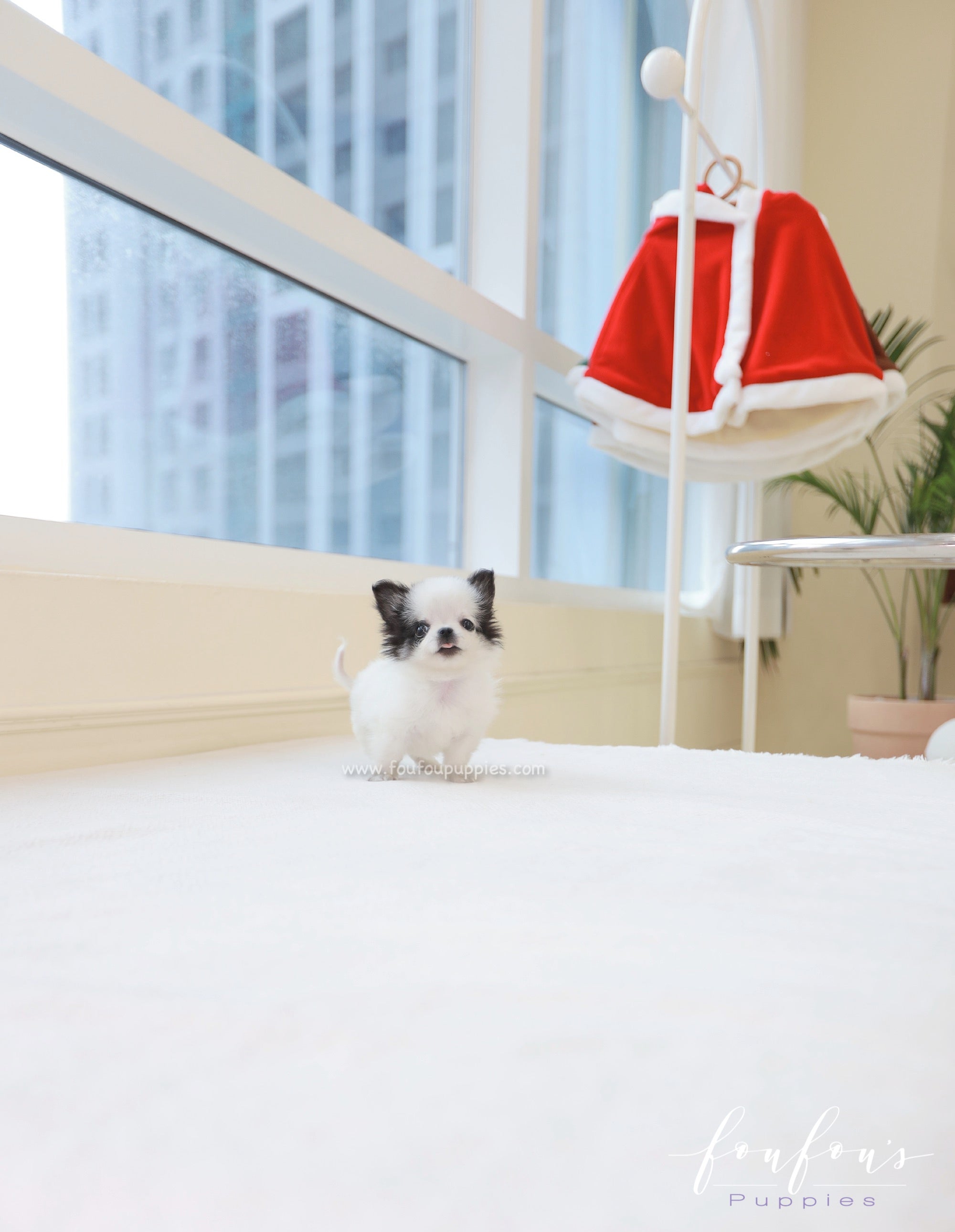 Minnie - Chihuahua F.