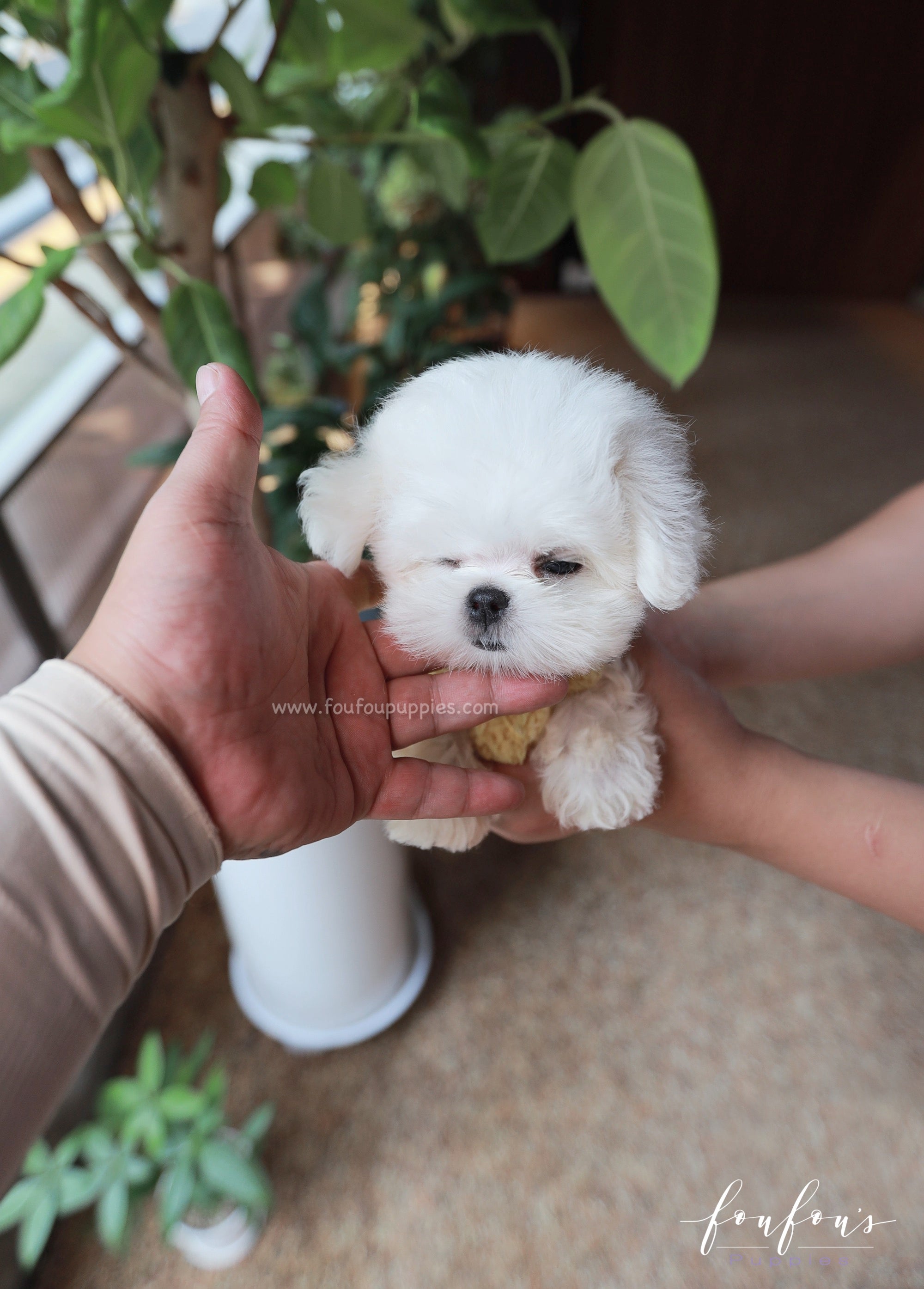 Stewart - Maltese M.