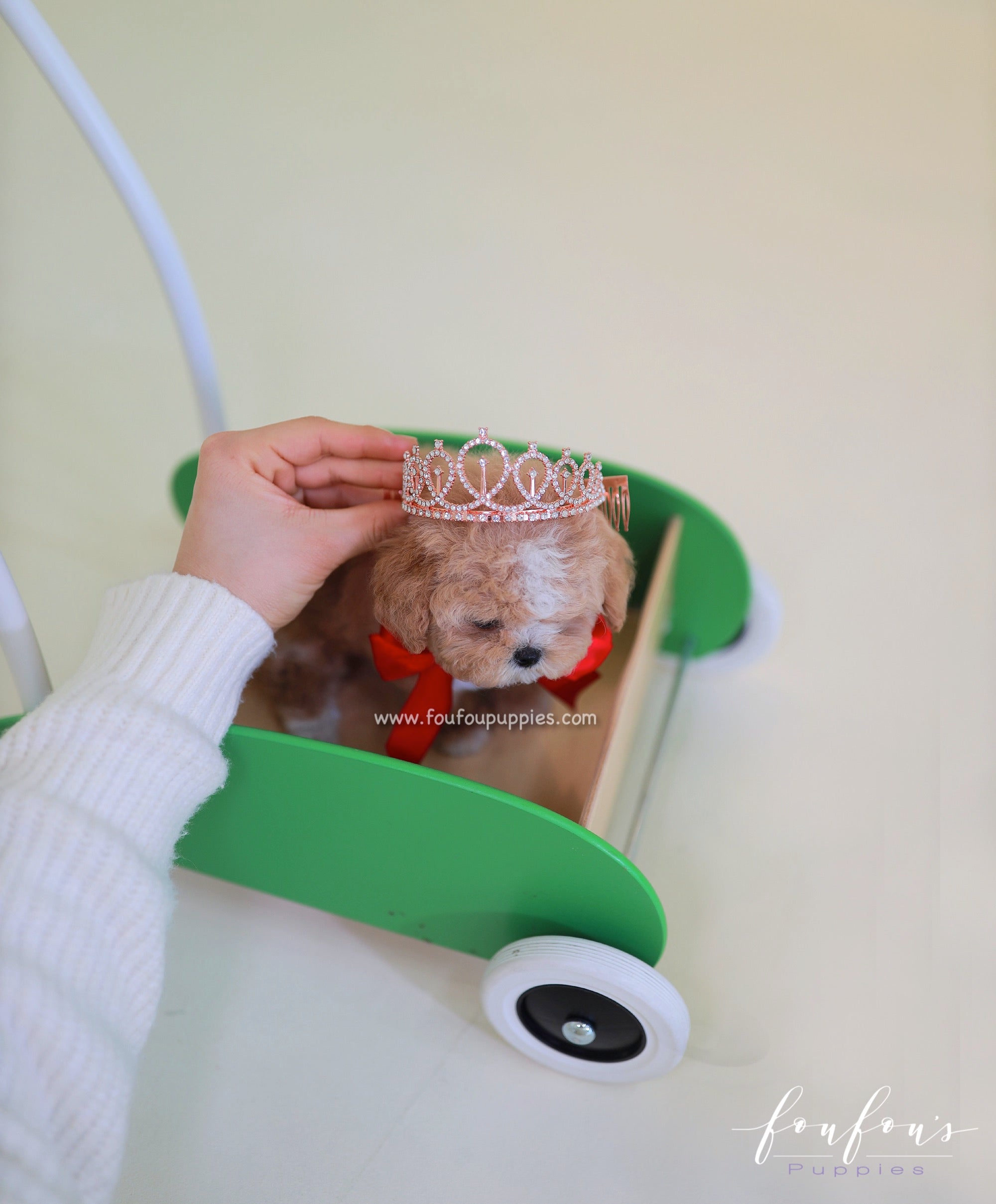 SugarPlum - Maltipoo F.