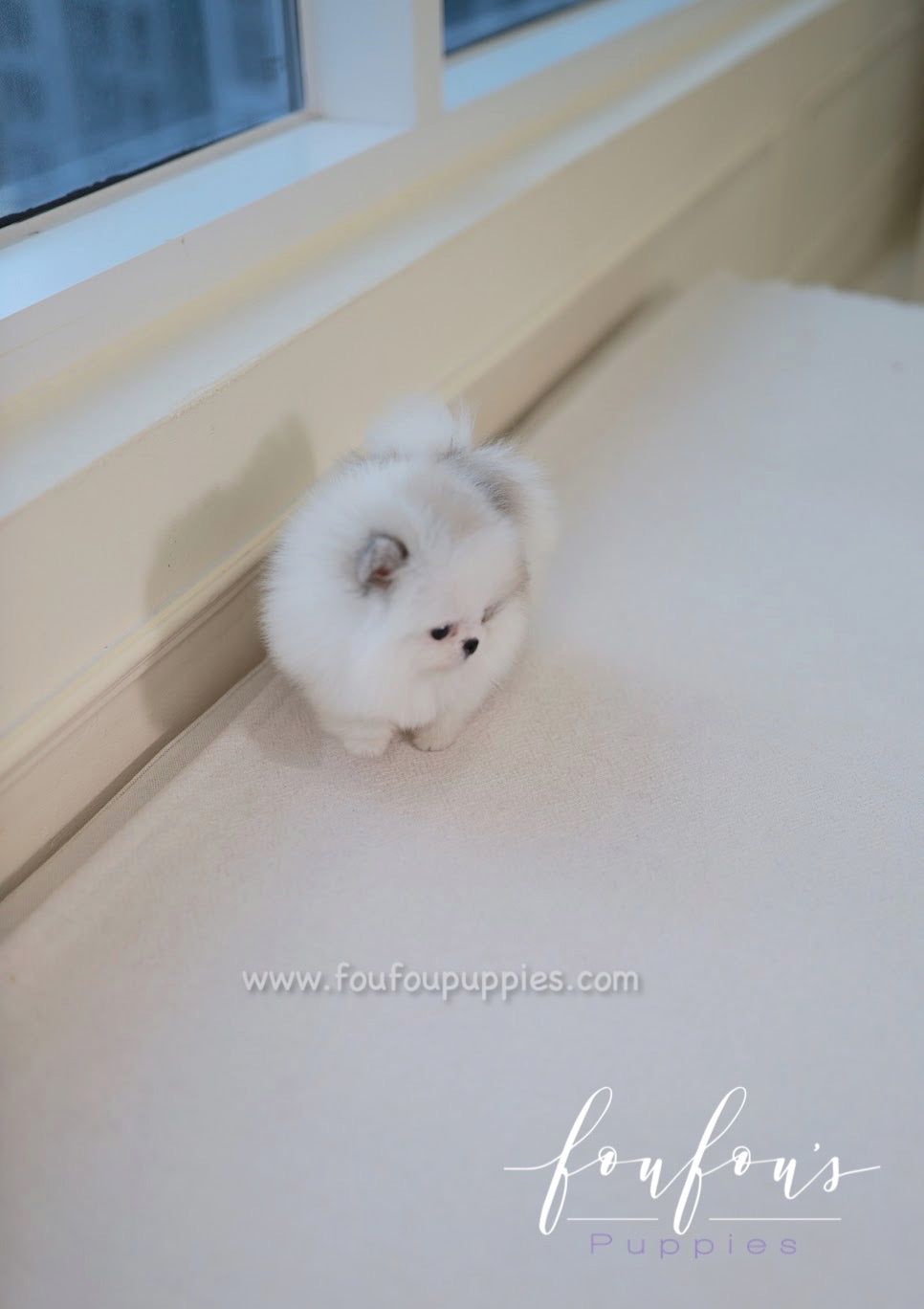 Olivia - Pomeranian F.