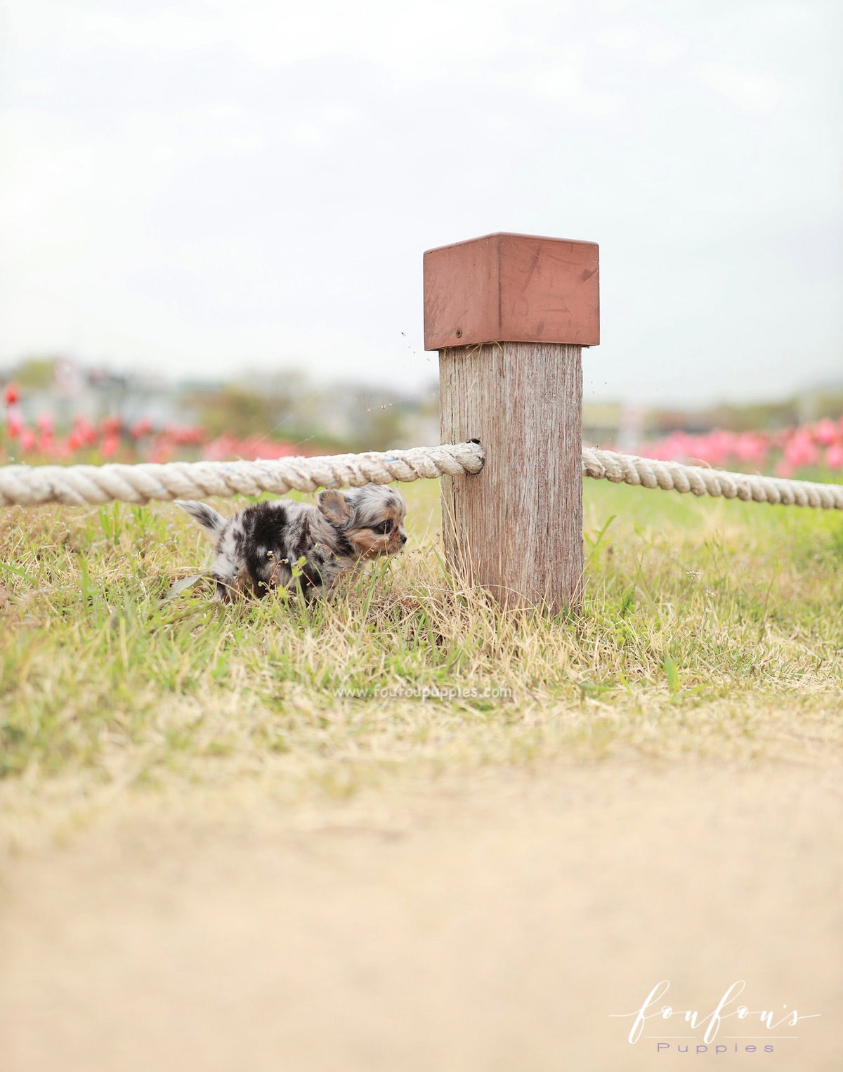 Pinky - Chihuahua M.