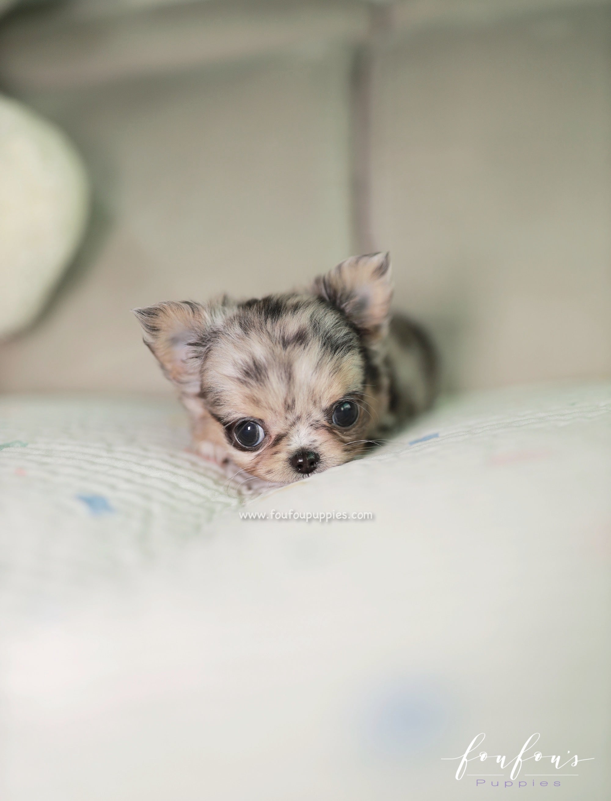 Pinky - Chihuahua M.