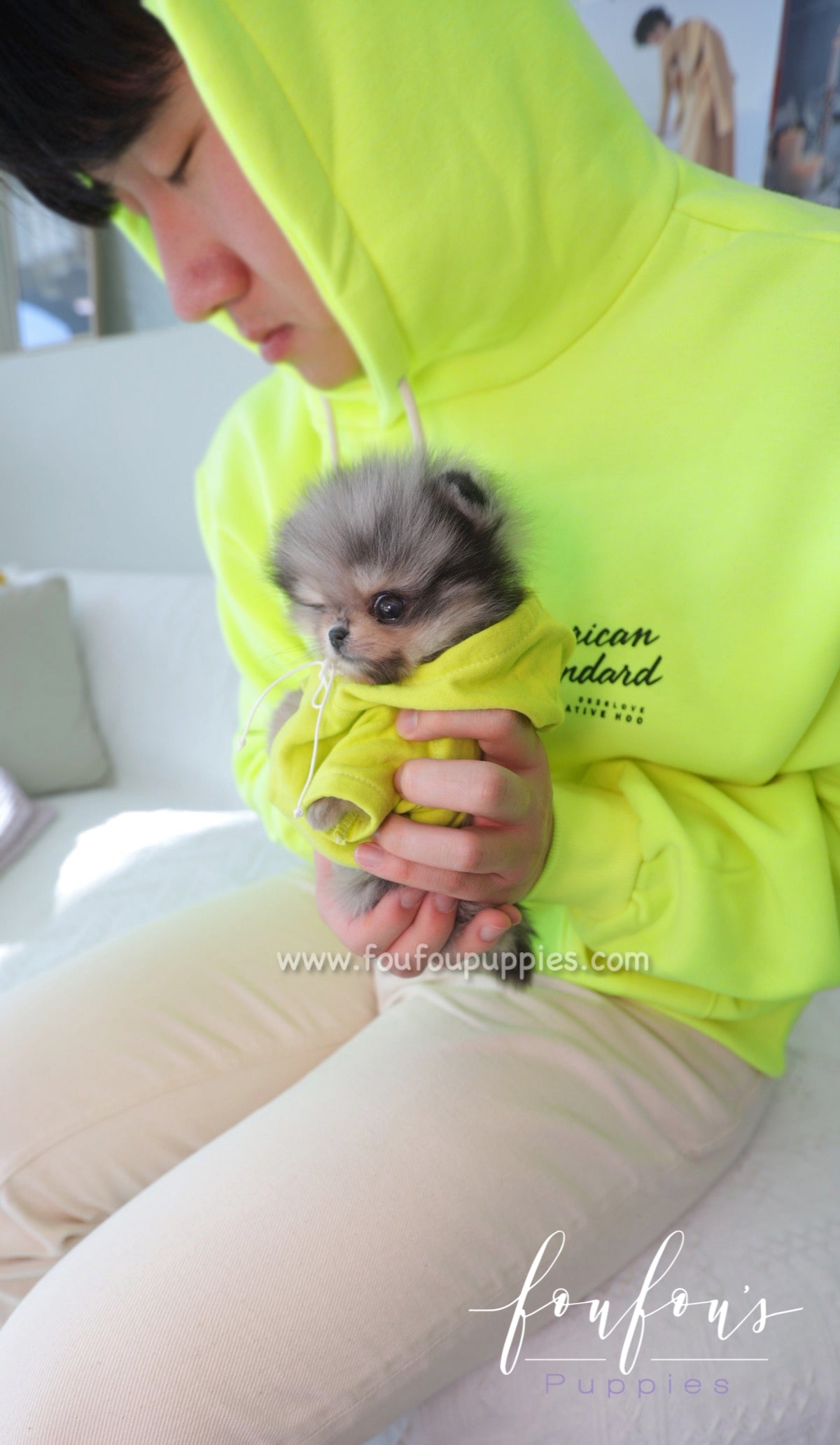 Atom - Pomeranian M.