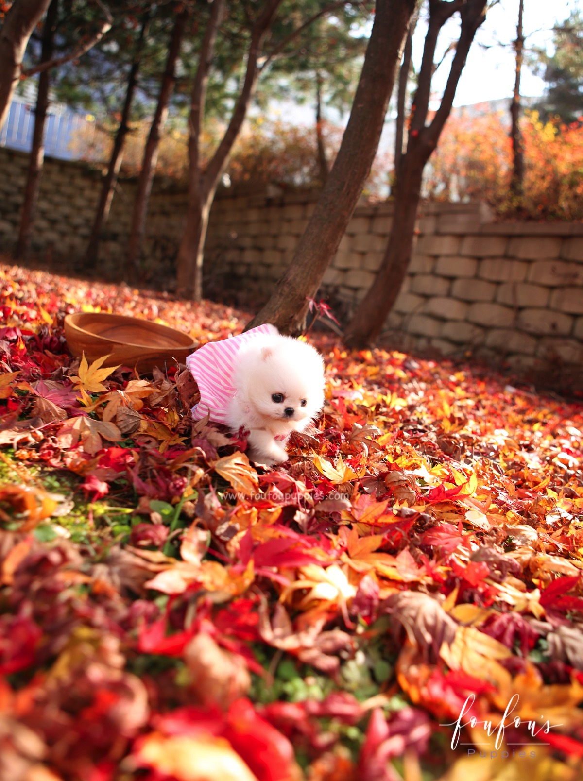 Aspen - Pomeranian F.