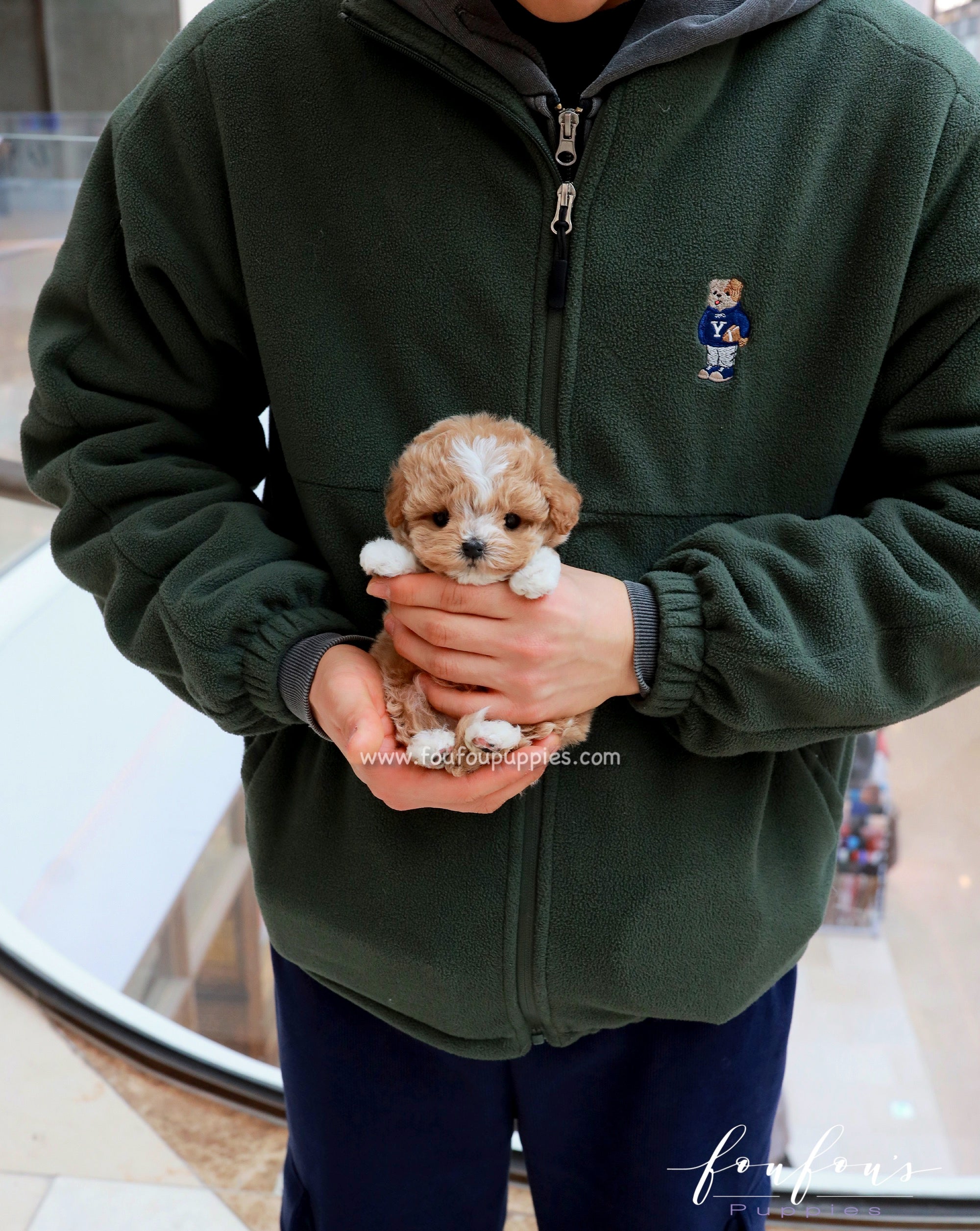 YogiBear - Maltipoo M.