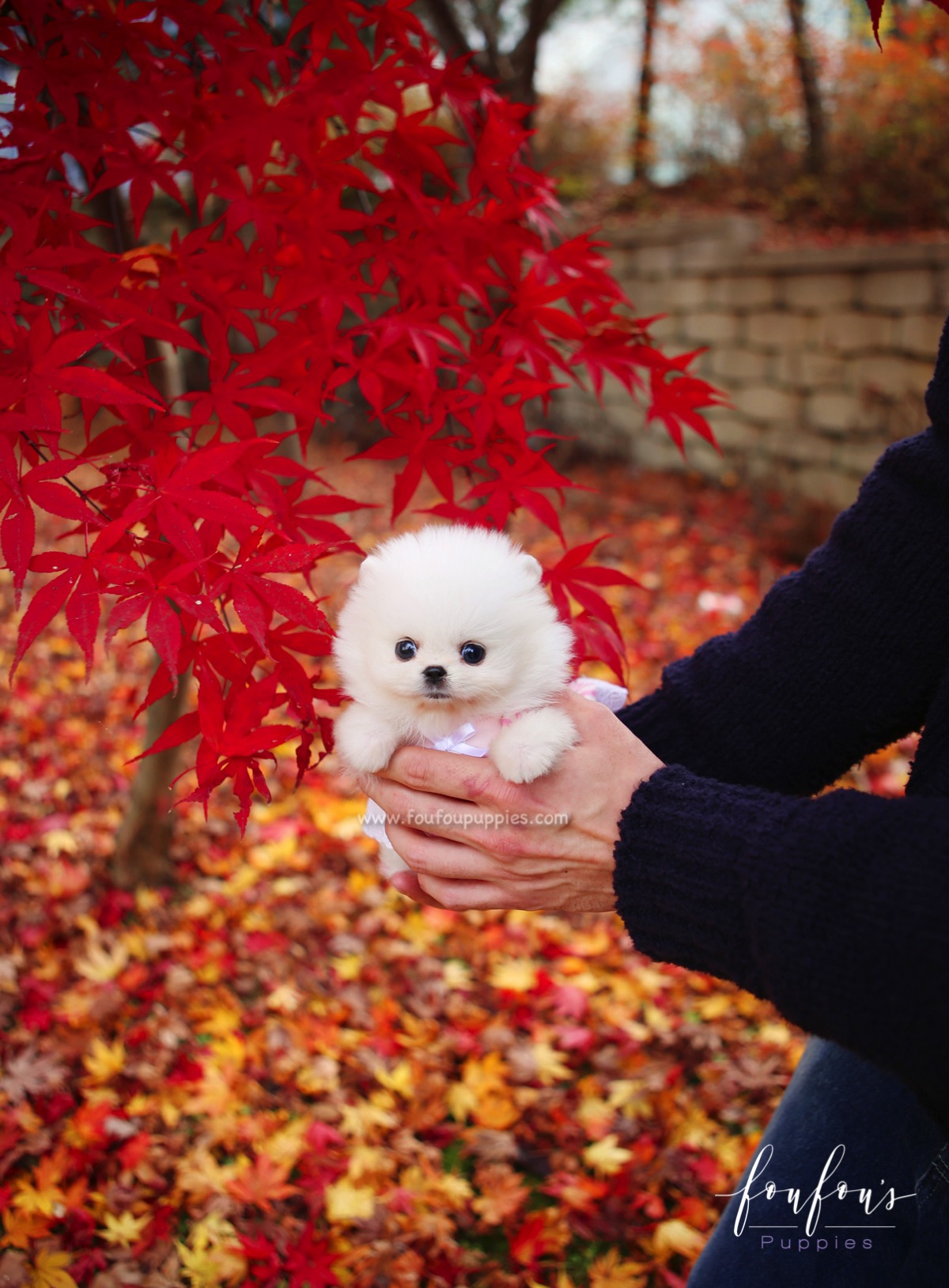 Aspen - Pomeranian F.