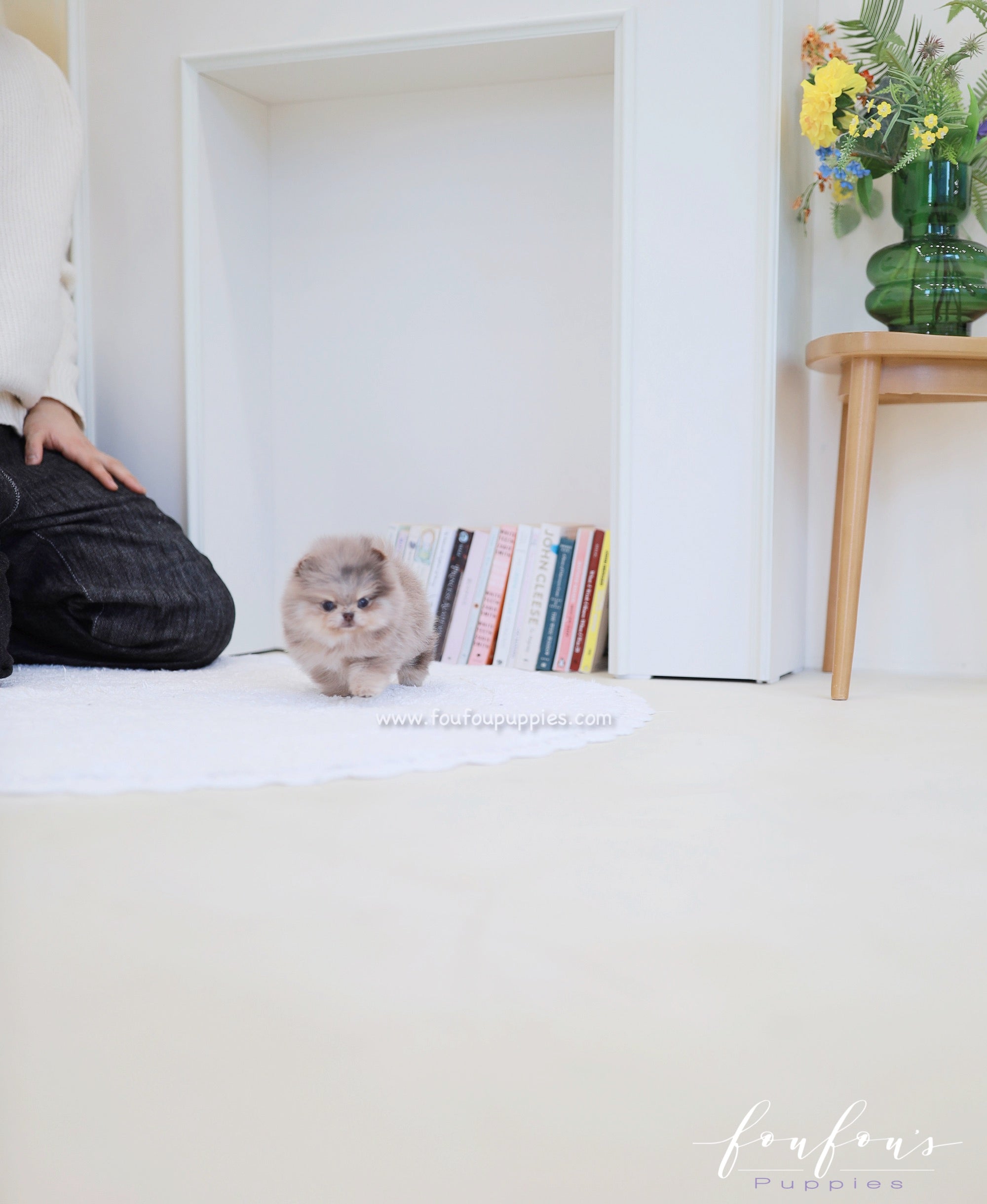 Cléo - Pomeranian F.