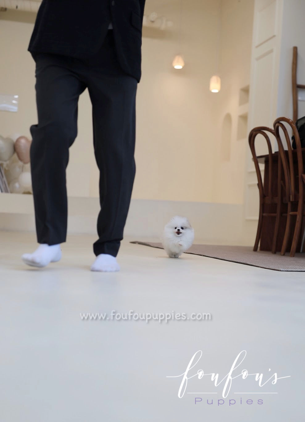 Olivia - Pomeranian F.