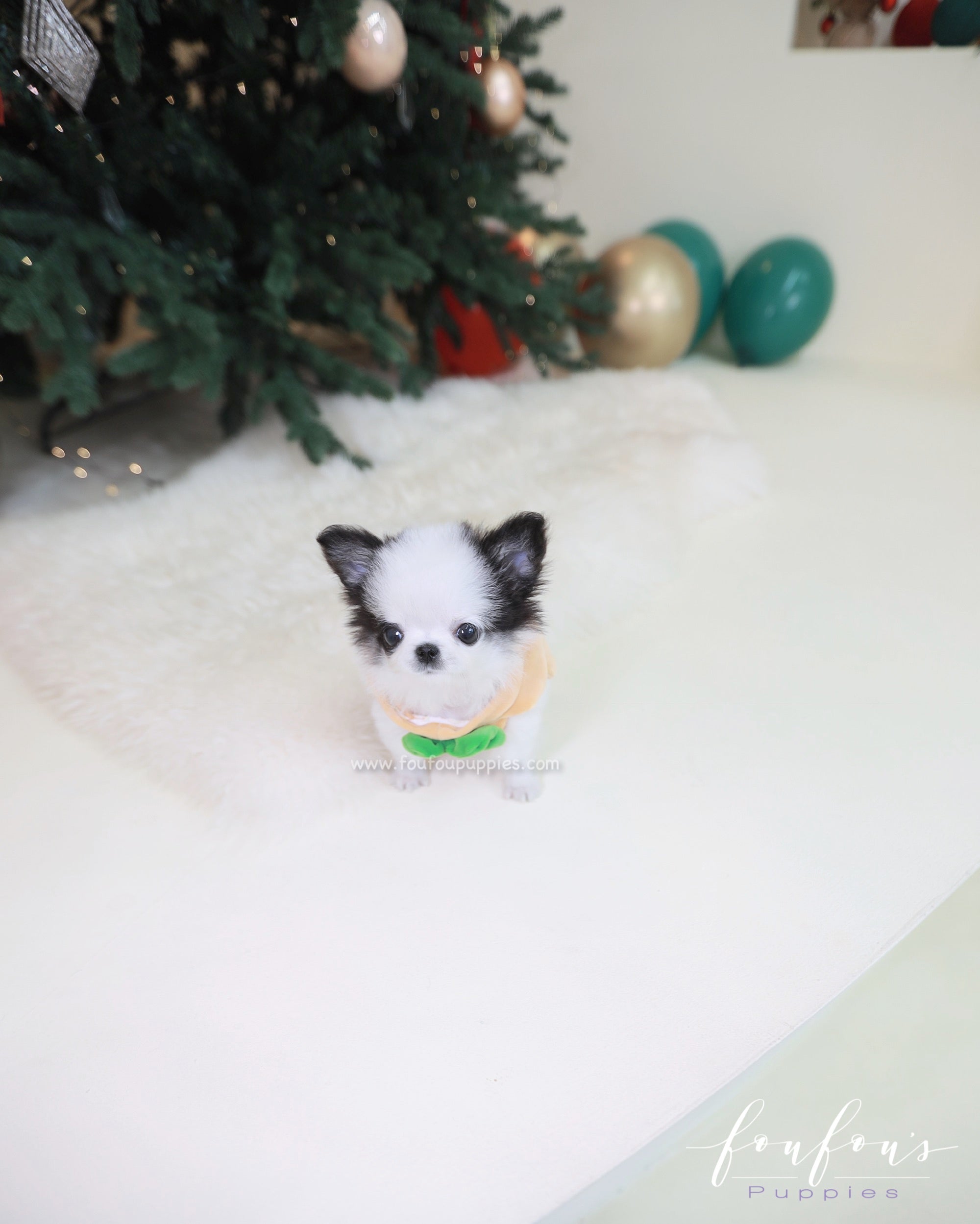 Minnie - Chihuahua F.