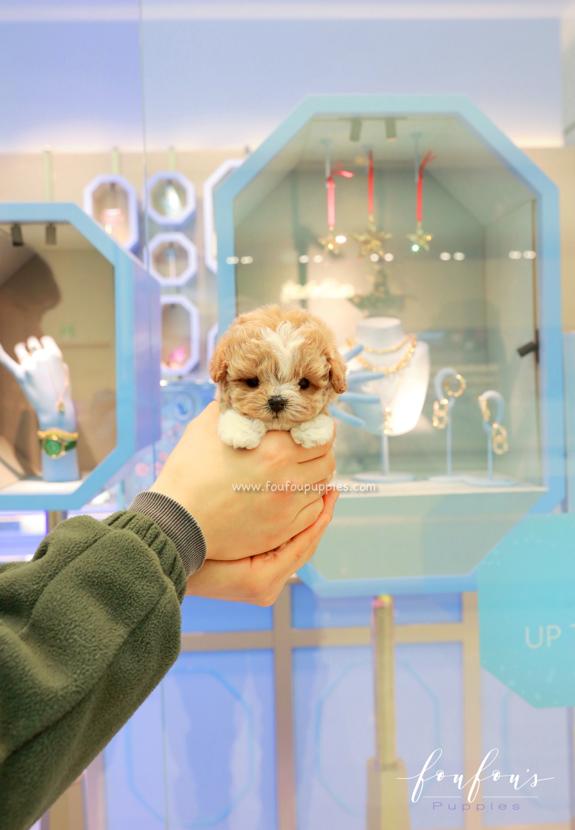 YogiBear - Maltipoo M.