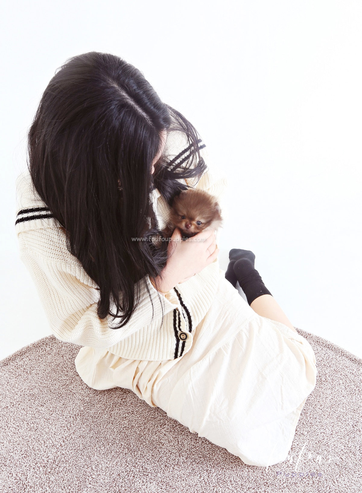 Yoshi - Pomeranian M.
