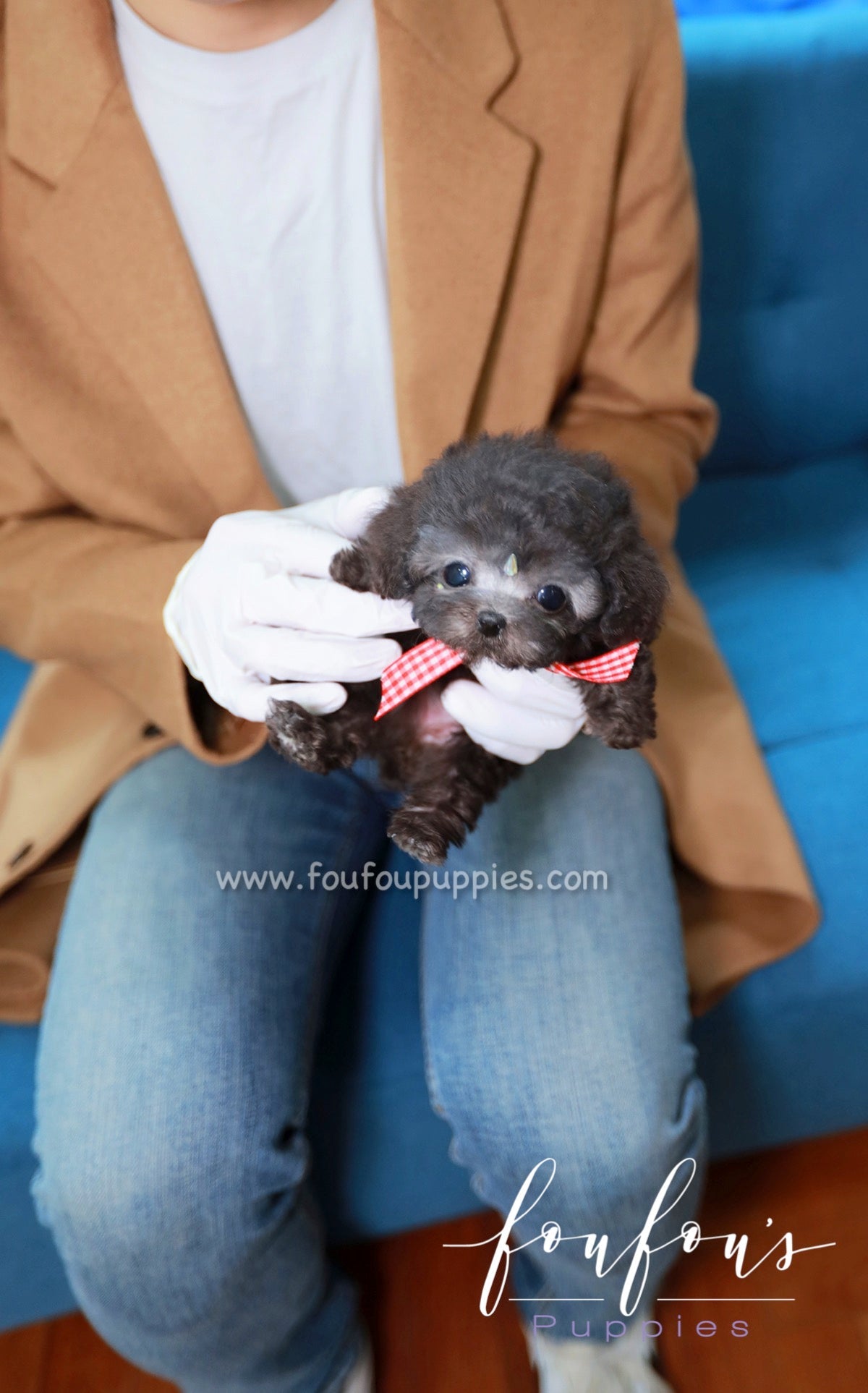 Dahlia - Poodle F.