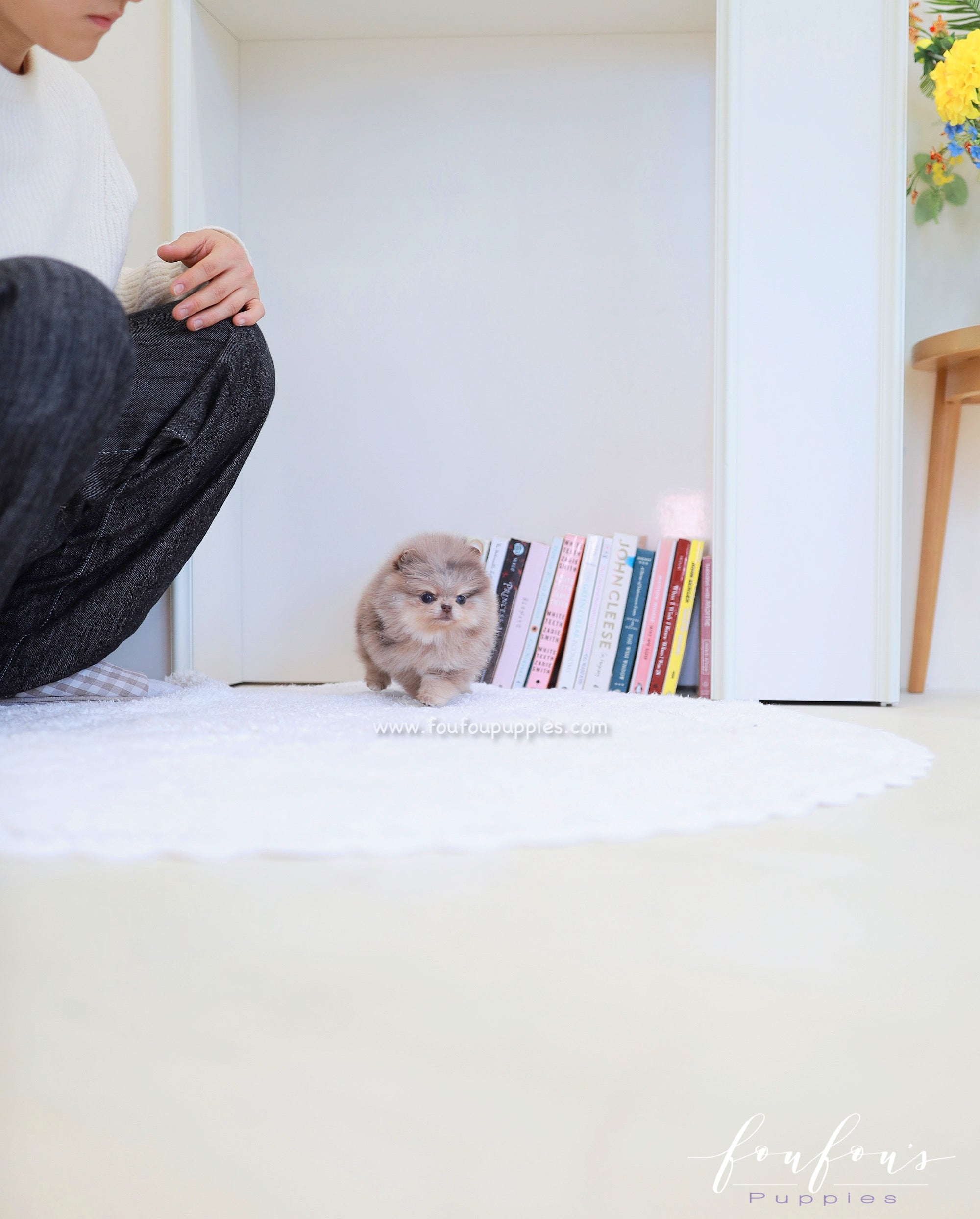 Cléo - Pomeranian F.