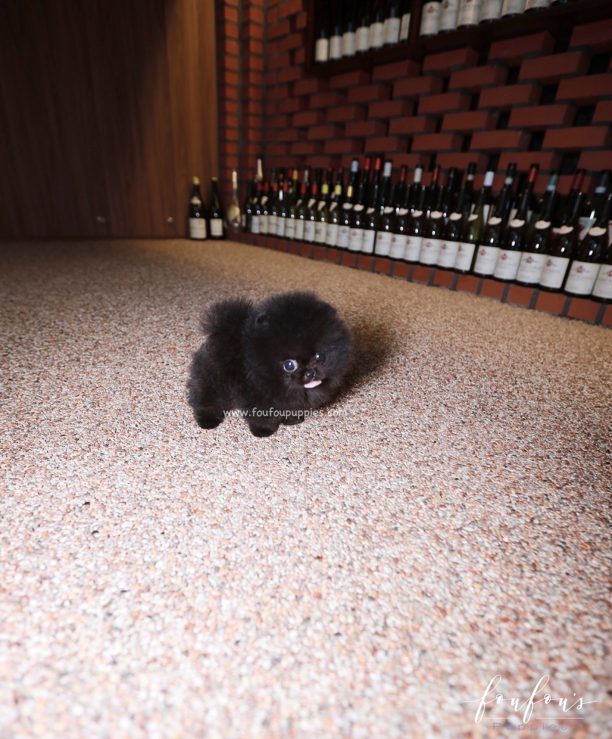 Matix - Pomeranian M.