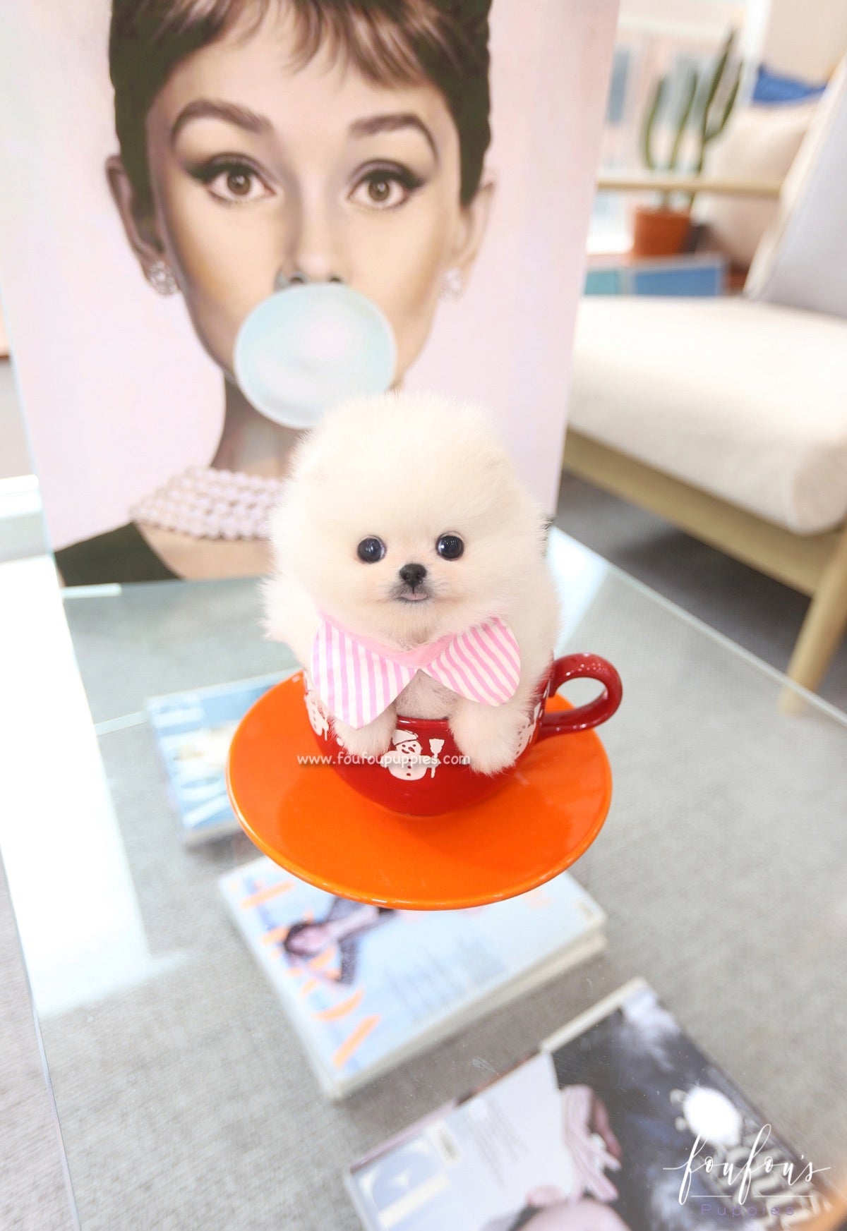 Souflé - Pomeranian F.