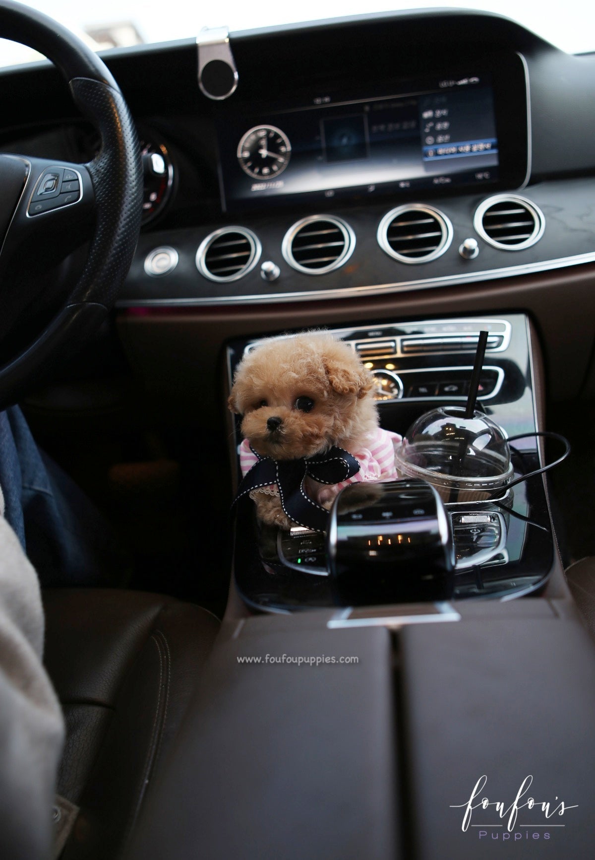 Snuggles - Poodle M.
