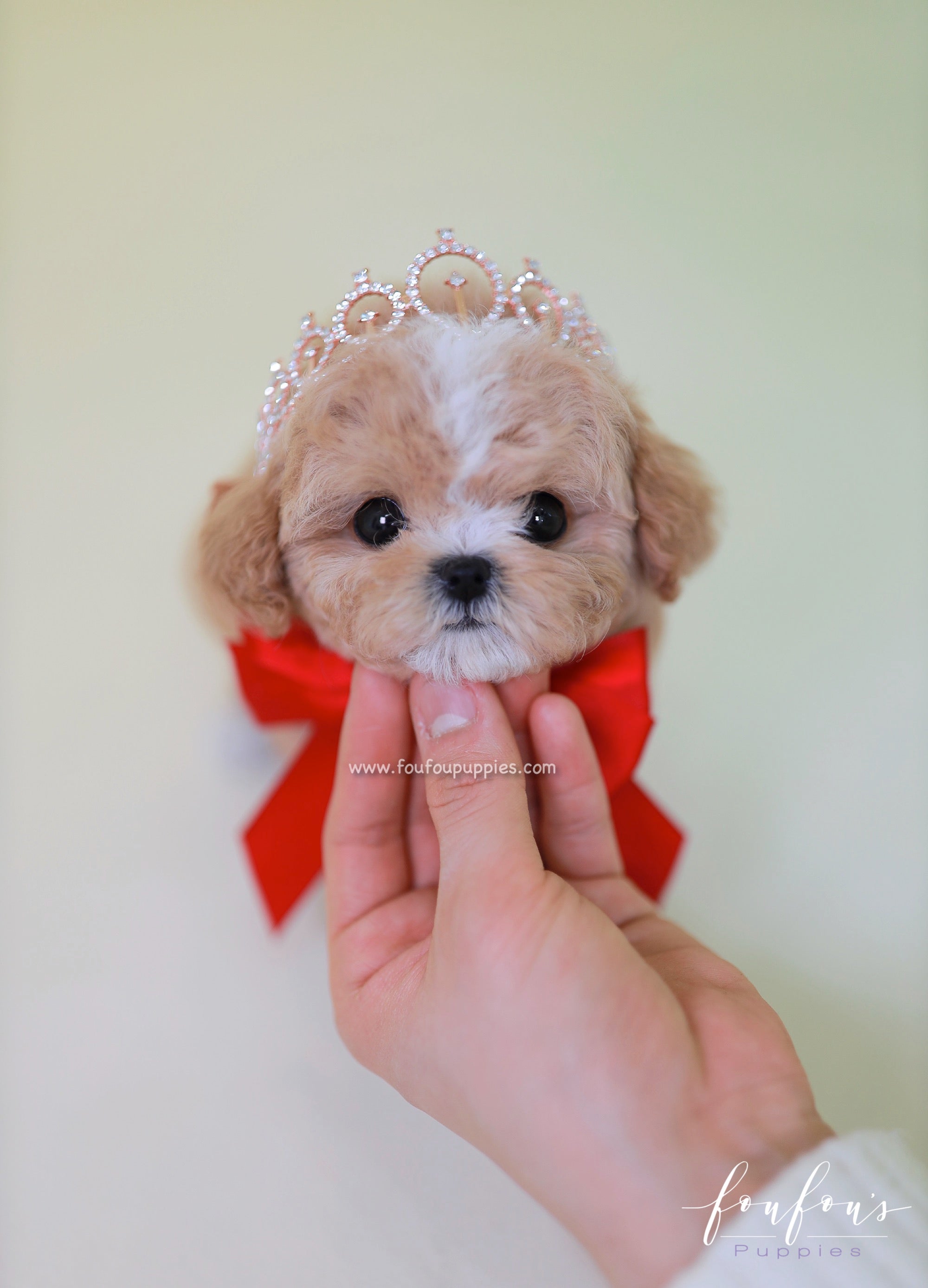 SugarPlum - Maltipoo F.