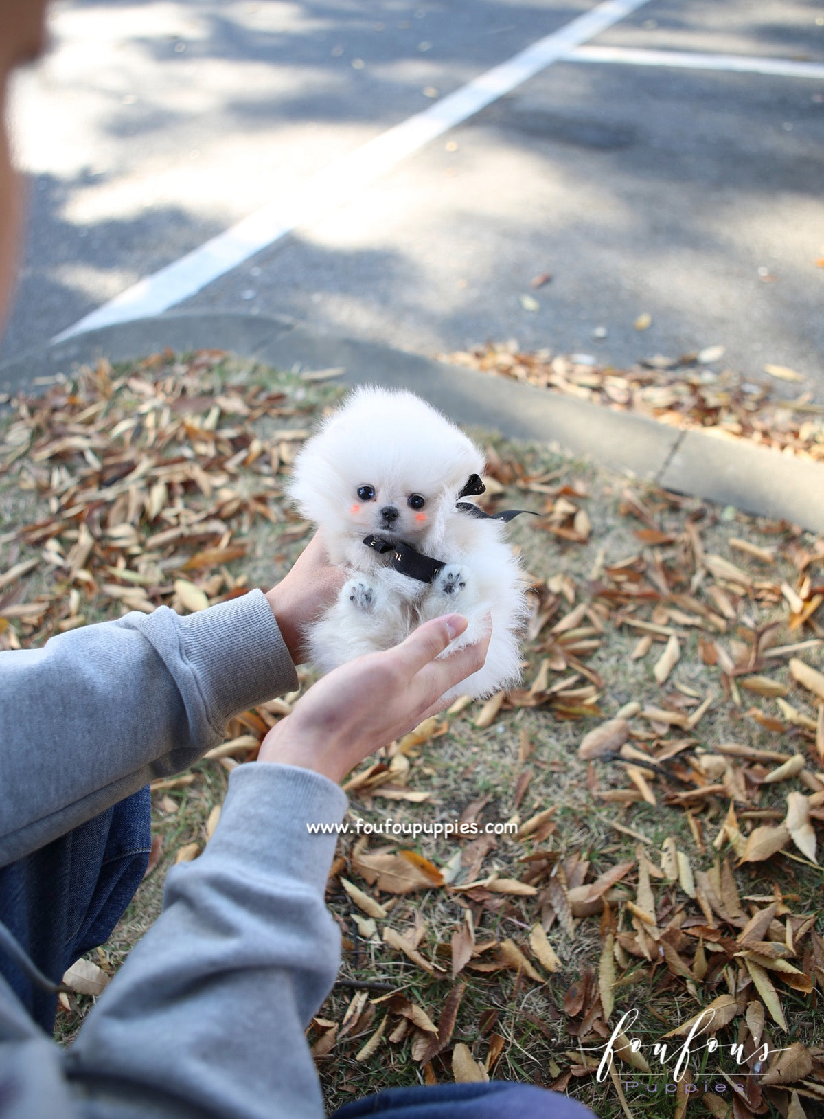 Joji - Pomeranian M.