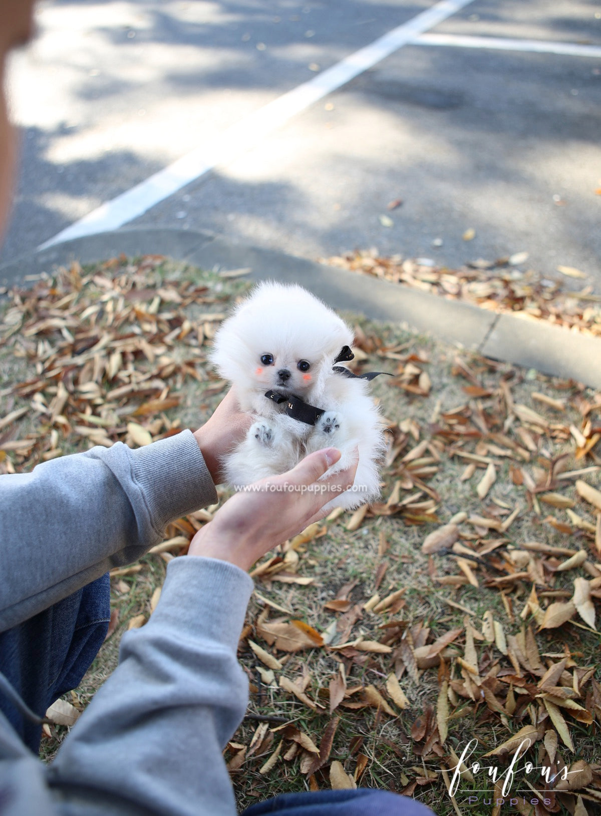 Joji - Pomeranian M.