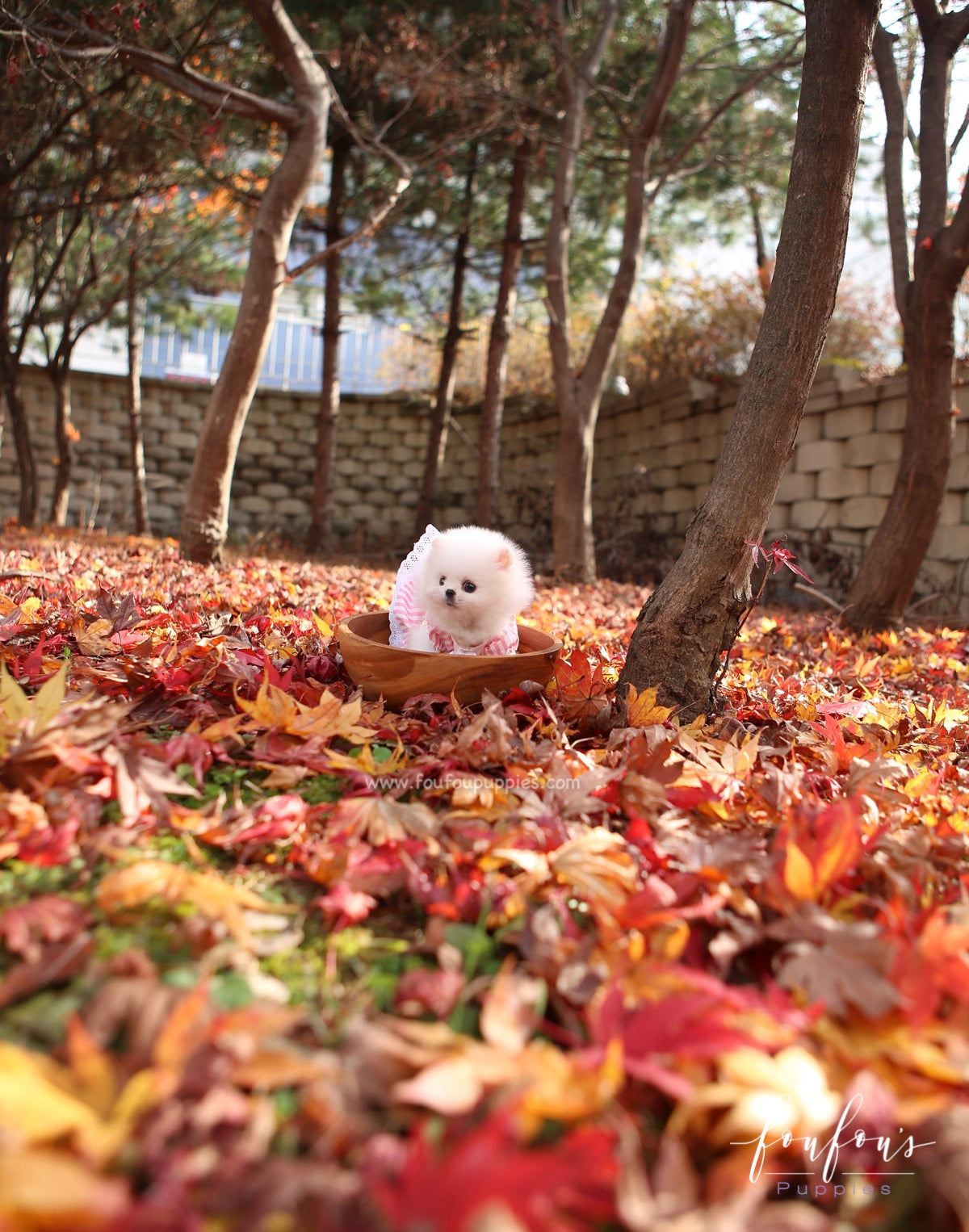 Aspen - Pomeranian F.