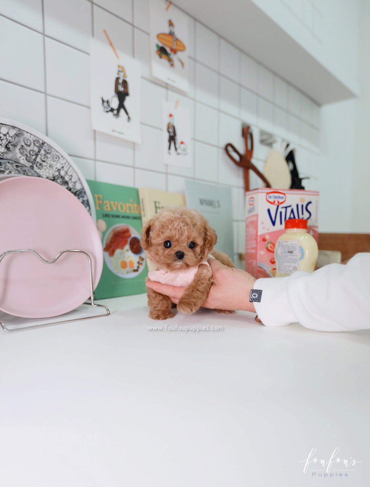 Muffin - Maltipoo M.
