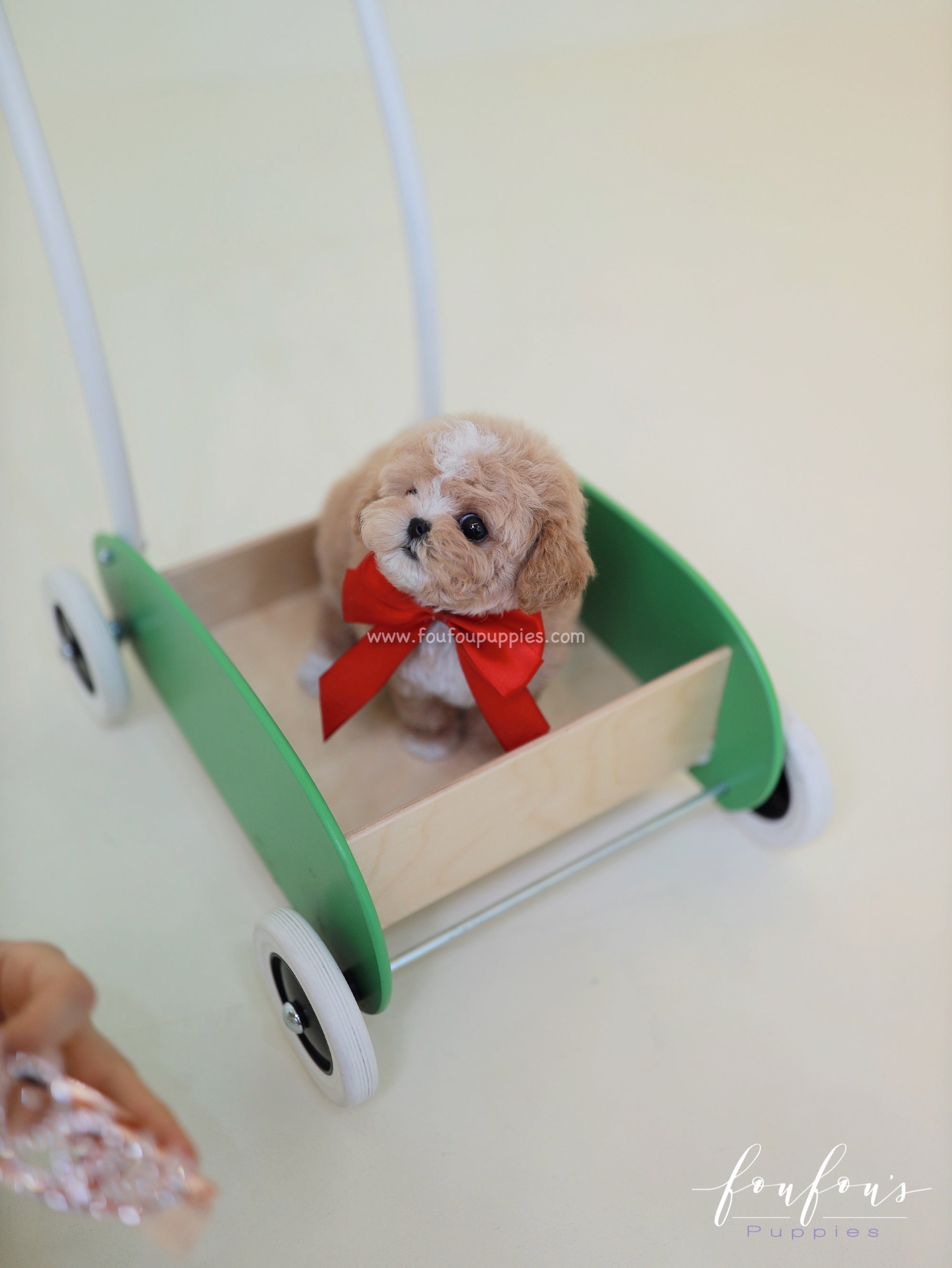 SugarPlum - Maltipoo F.