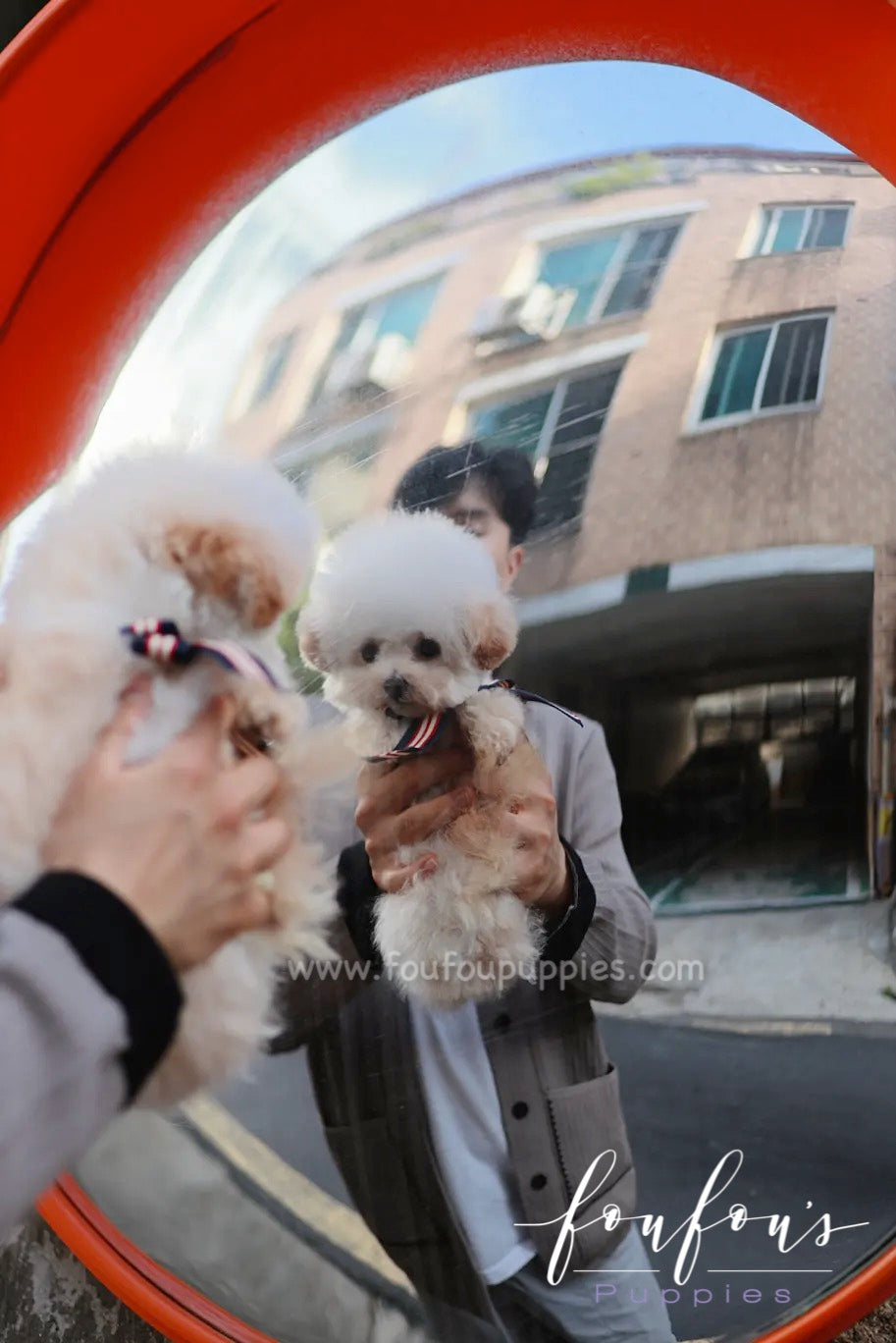 Helena - Maltipoo F.