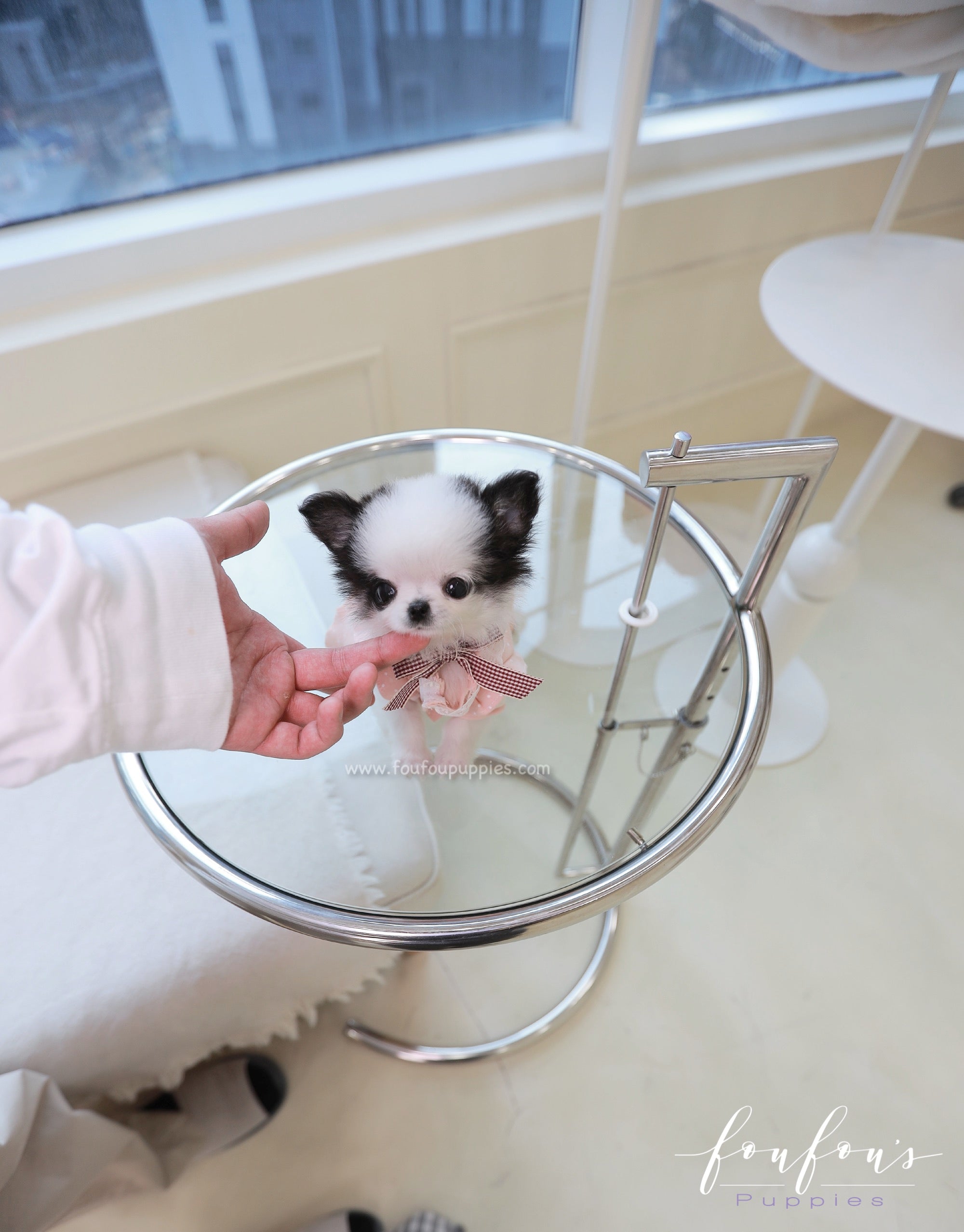 Minnie - Chihuahua F.