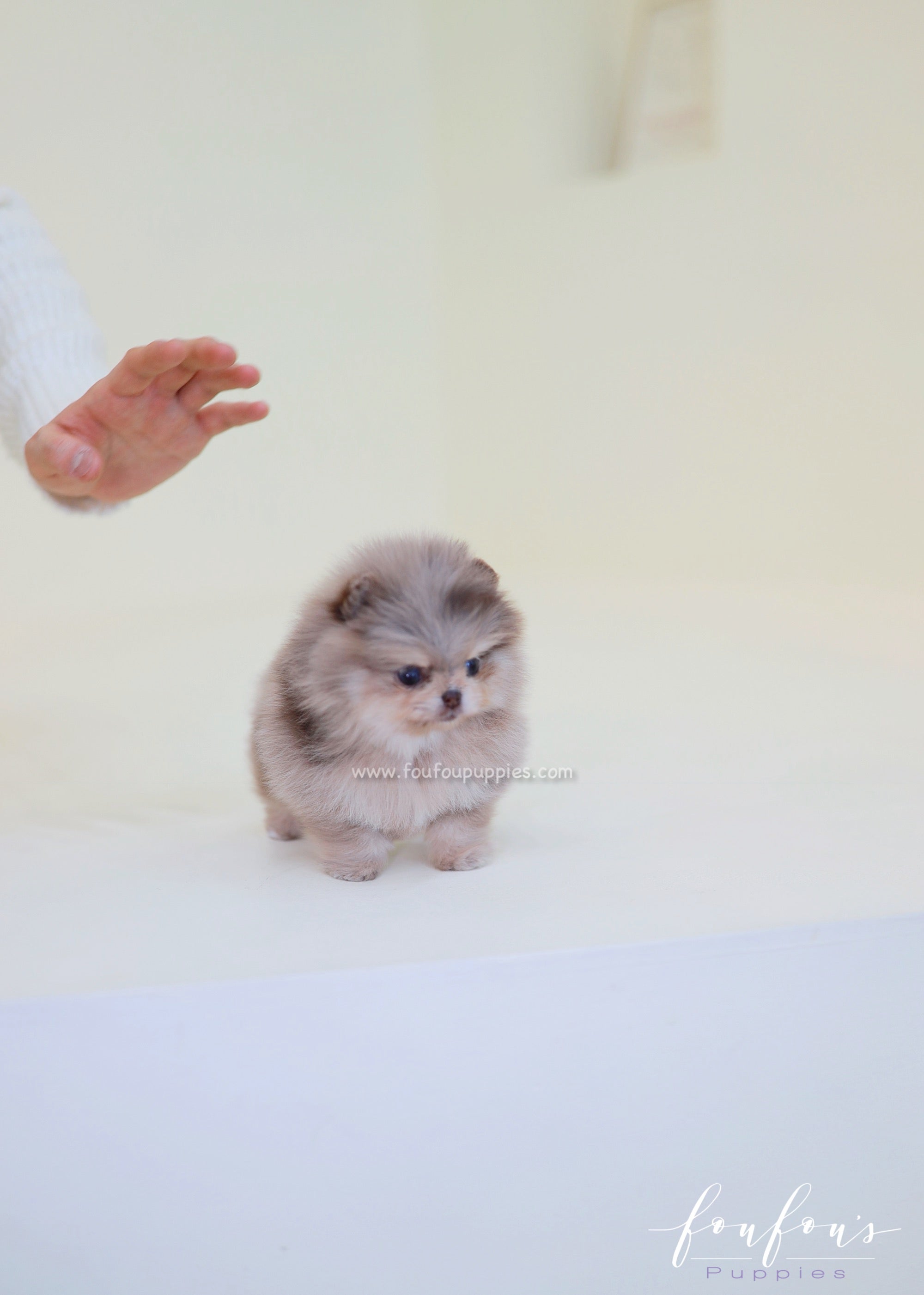 Cléo - Pomeranian F.