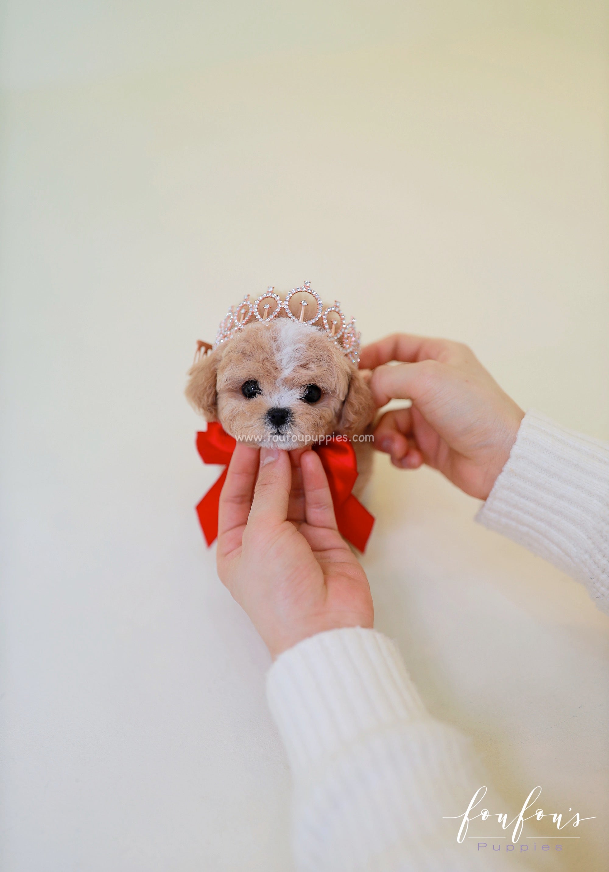 SugarPlum - Maltipoo F.
