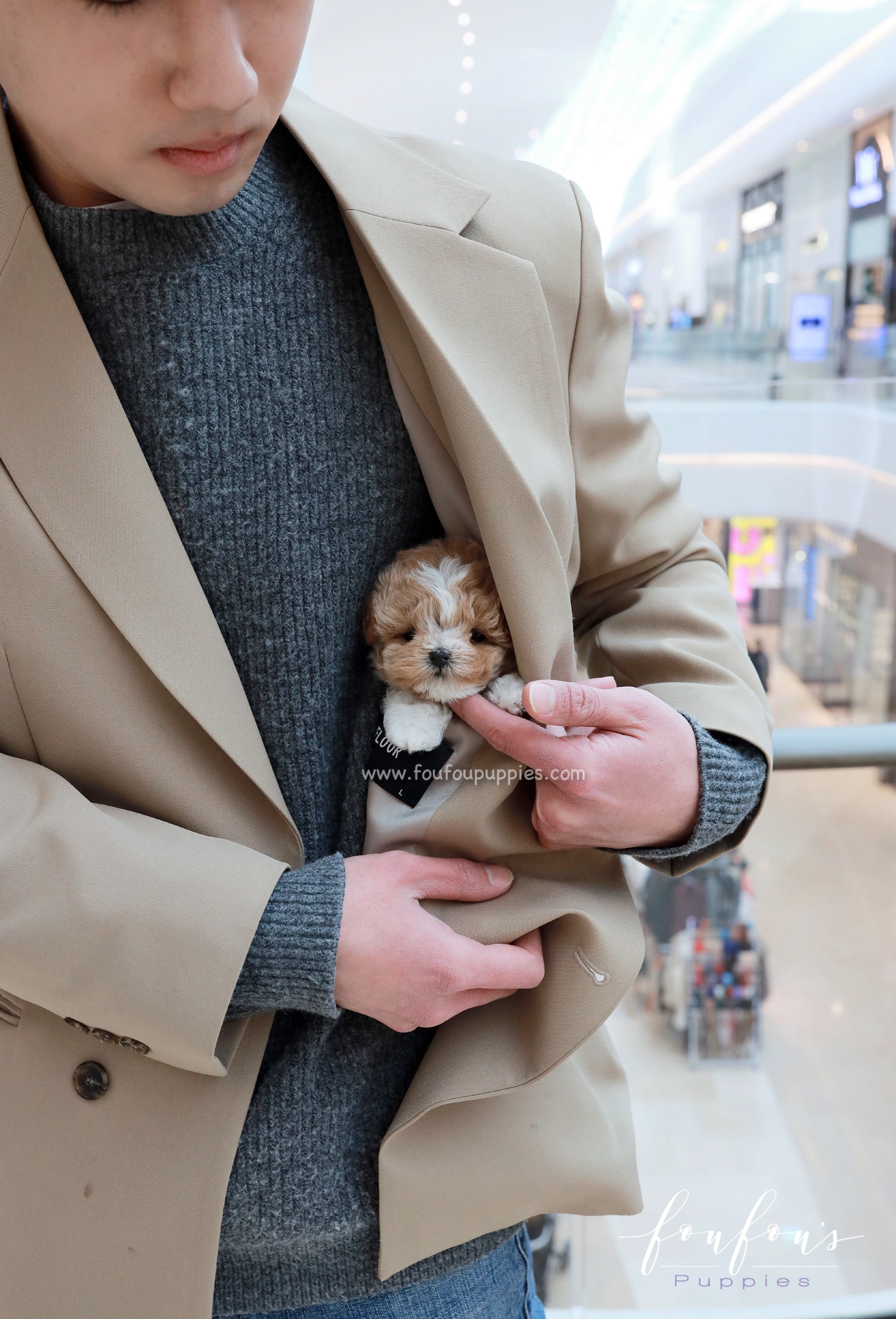 YogiBear - Maltipoo M.