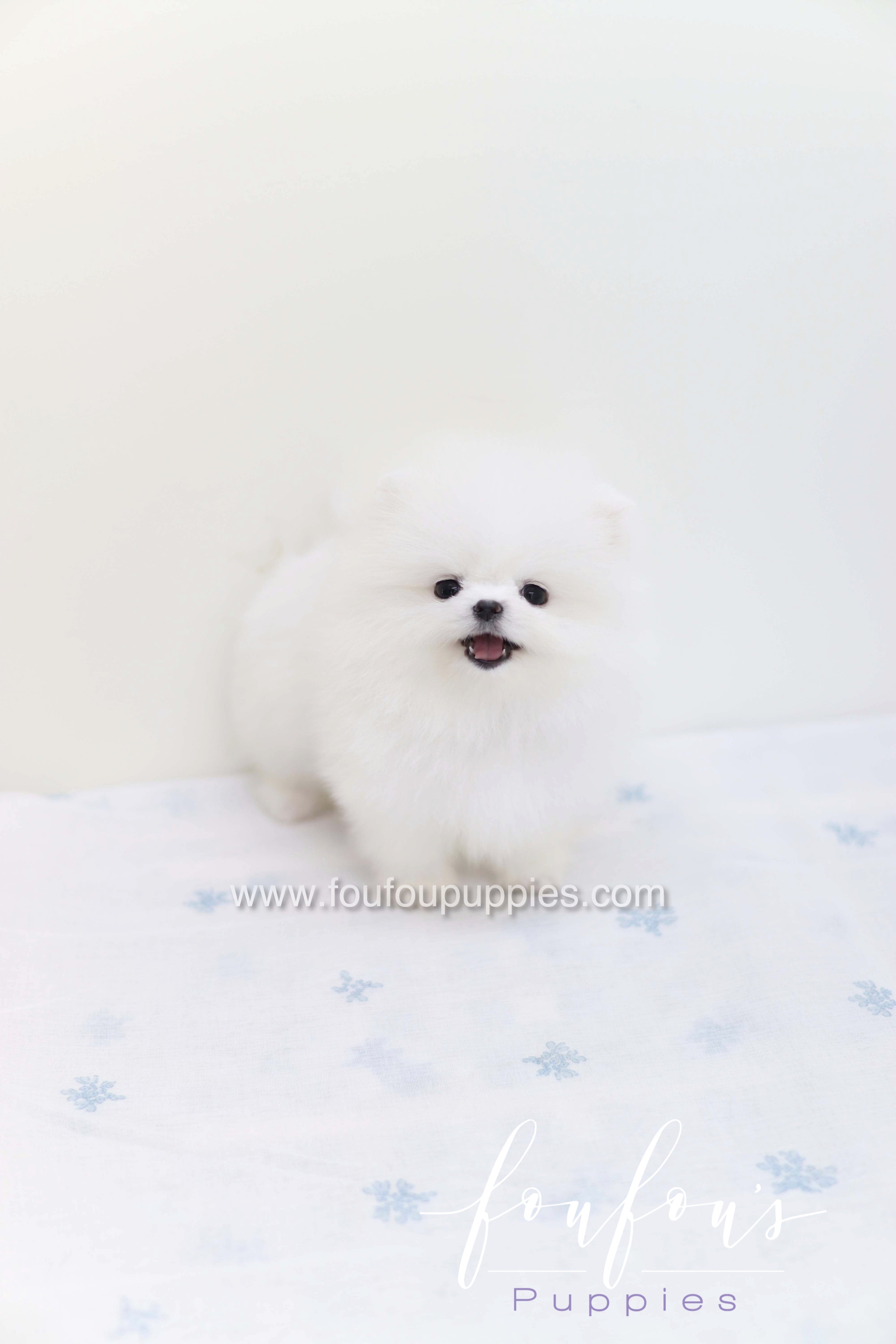 Boo - Pomeranian M.