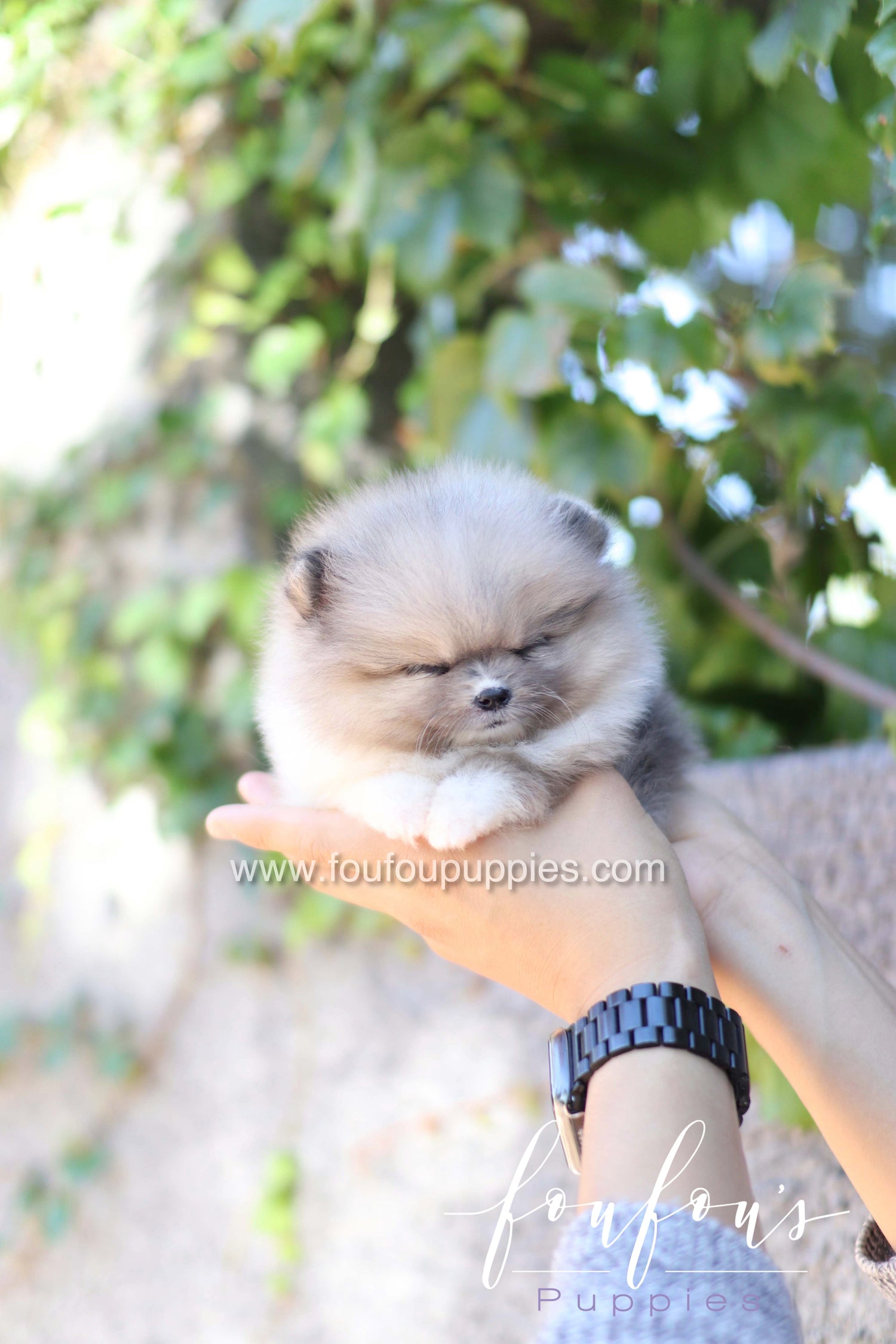 Zephyr - Pomeranian M.