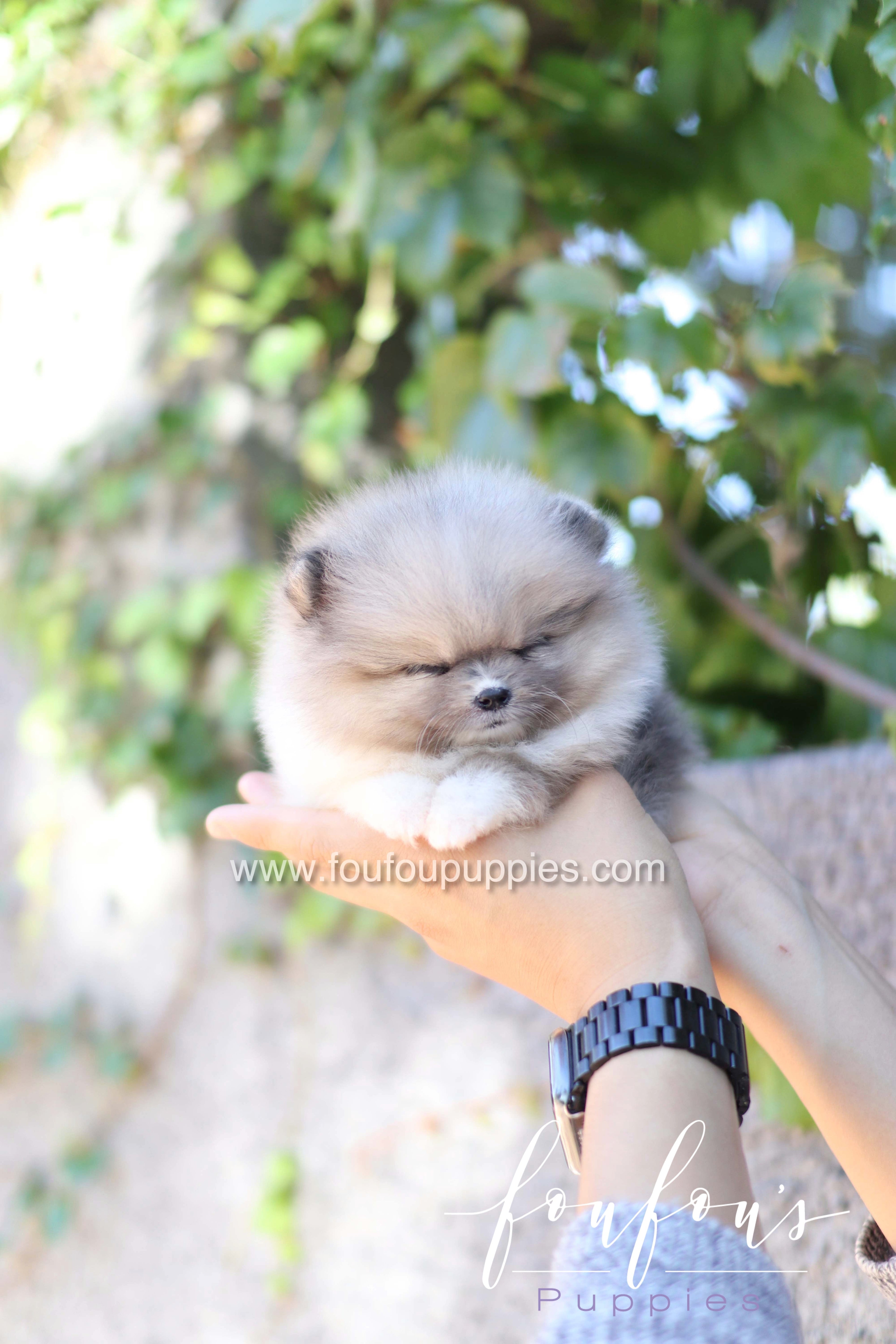 Zephyr - Pomeranian M.