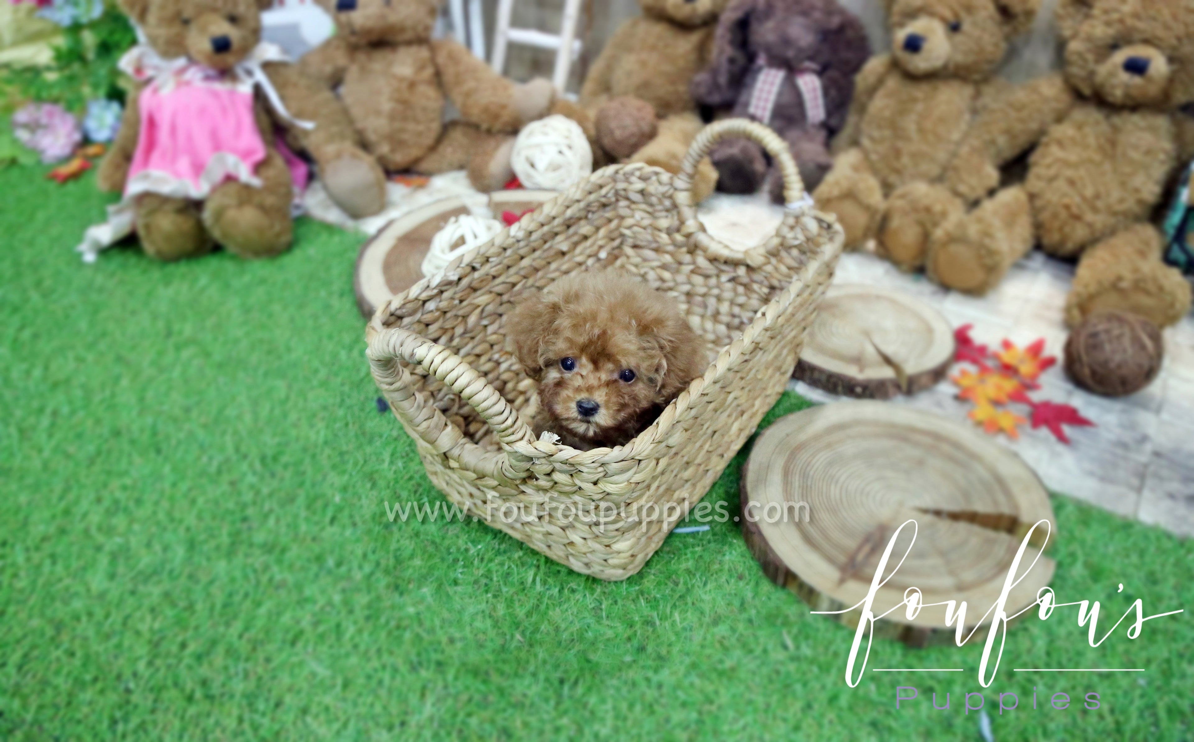 Dolly - Poodle F.