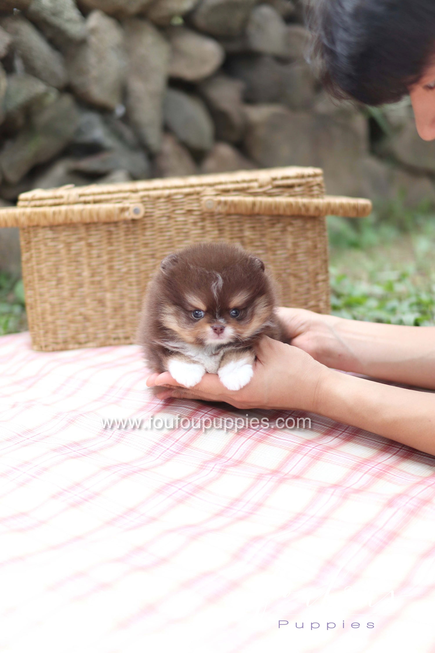 Cake - Pomeranian M.