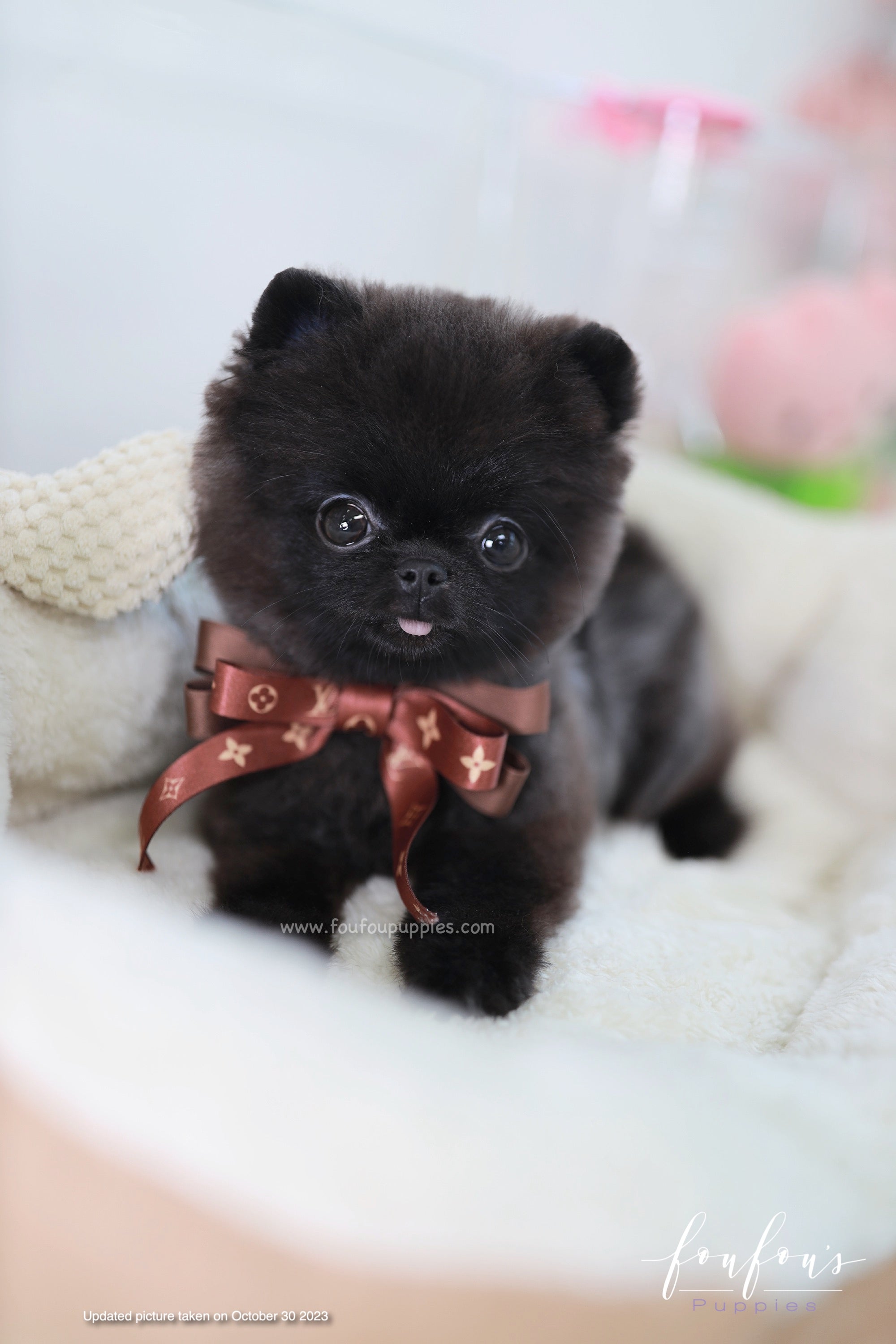 Matix - Pomeranian M.