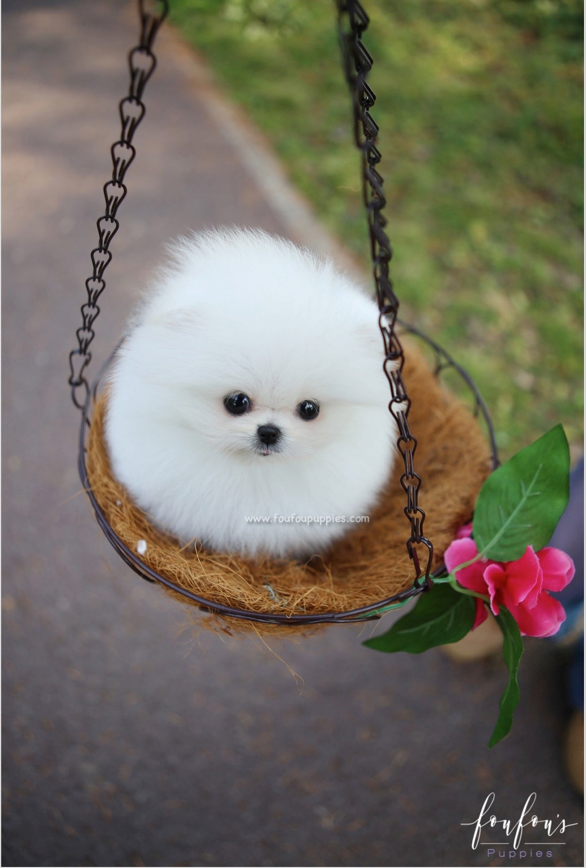 Regis - Pomeranian M.