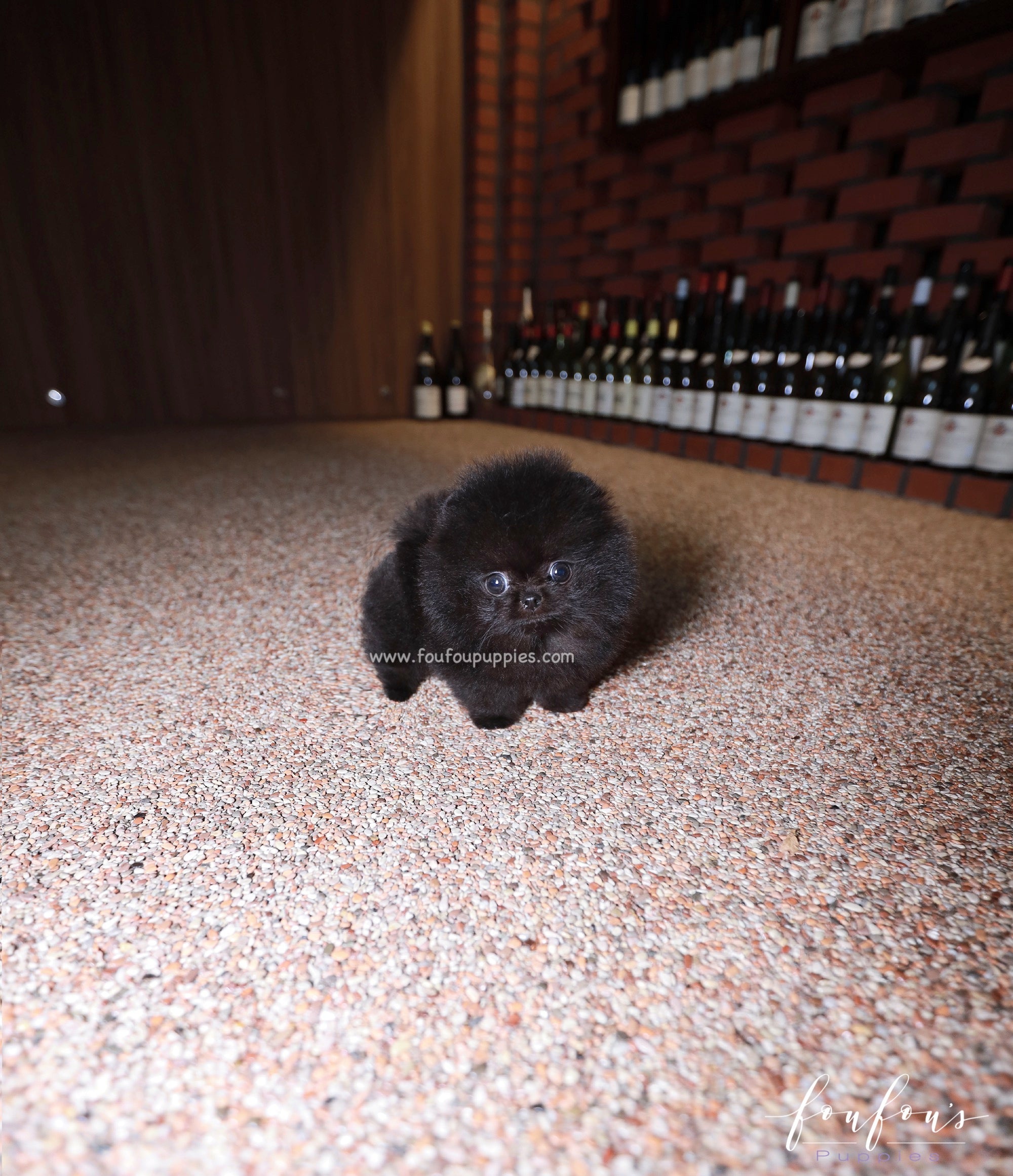 Matix - Pomeranian M.