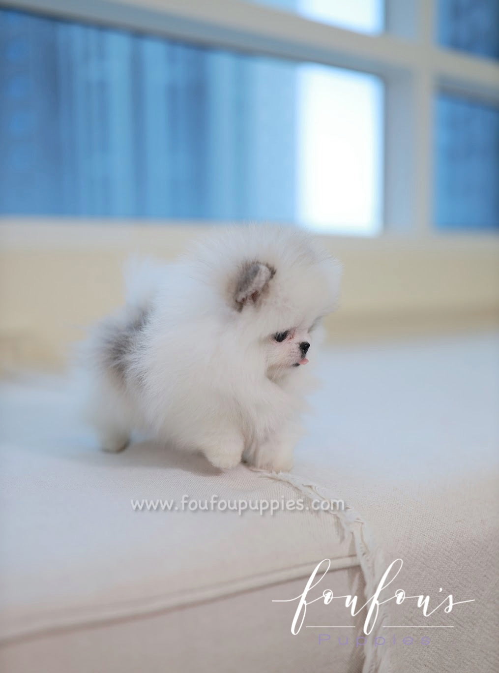 Olivia - Pomeranian F.