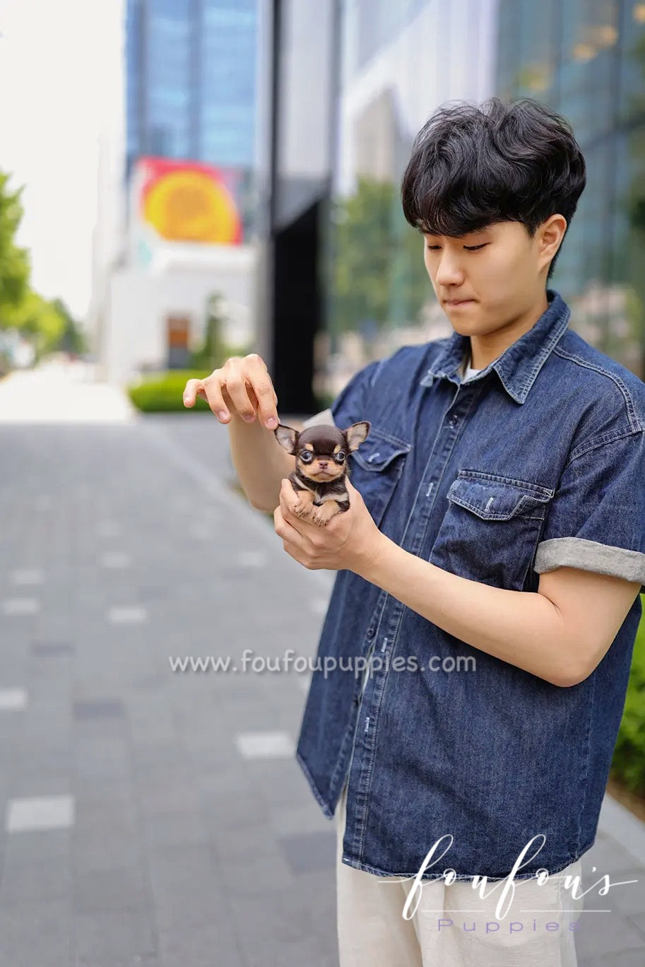 Choco - Chihuahua f.