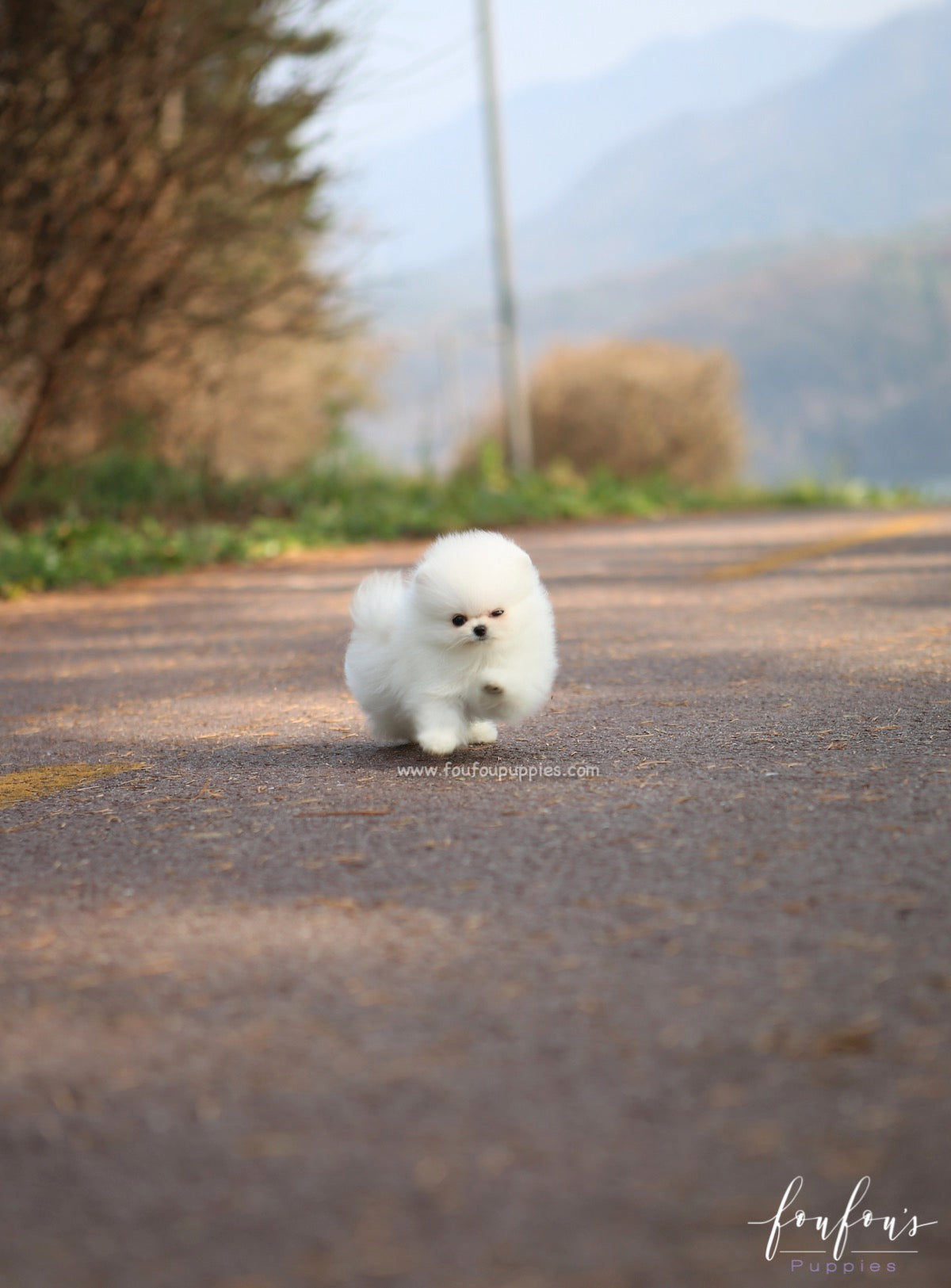 Regis - Pomeranian M.