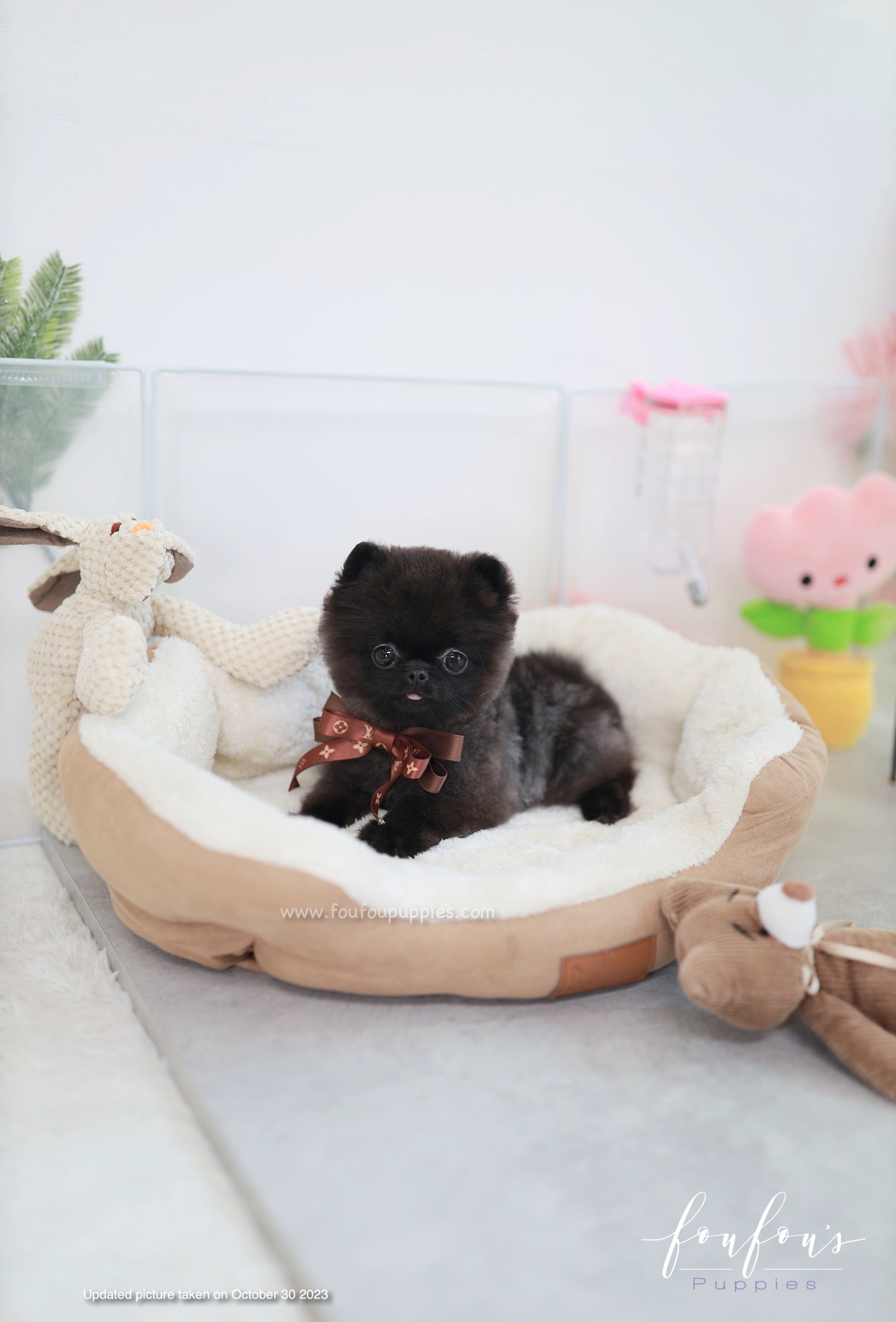 Matix - Pomeranian M.